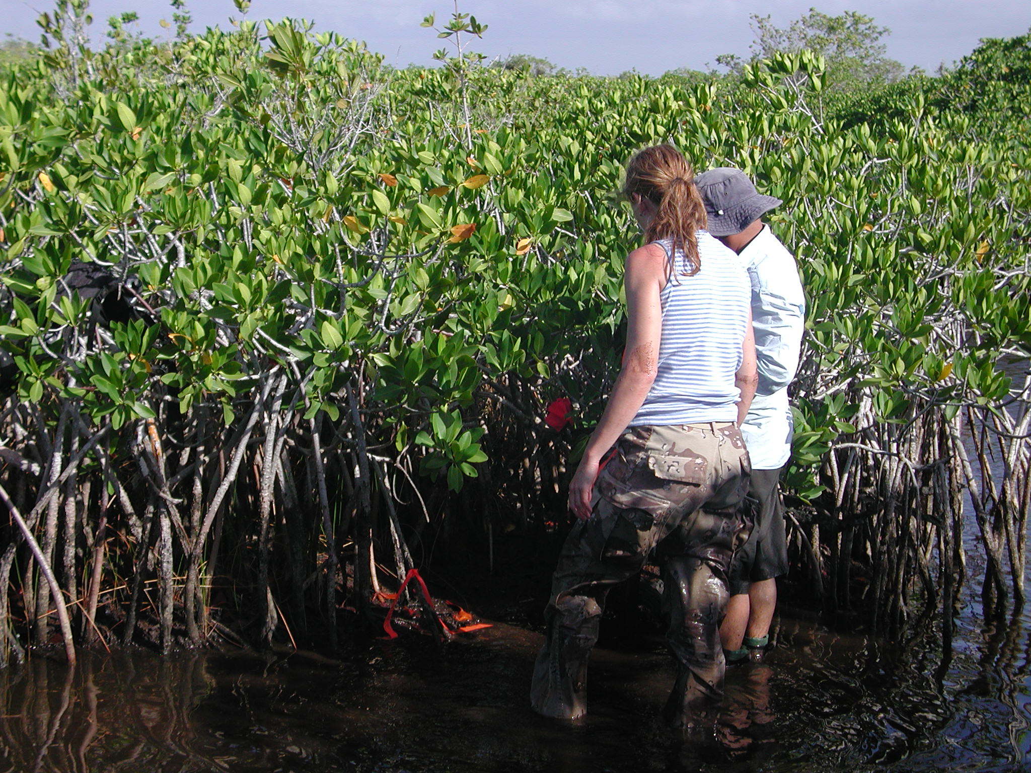 Left to right: Nicole Poret and Carlos Coronado-Molina deploying bags to determine decomposition rates of mangrove fine roots at TS/Ph-6b in Taylor Slough 