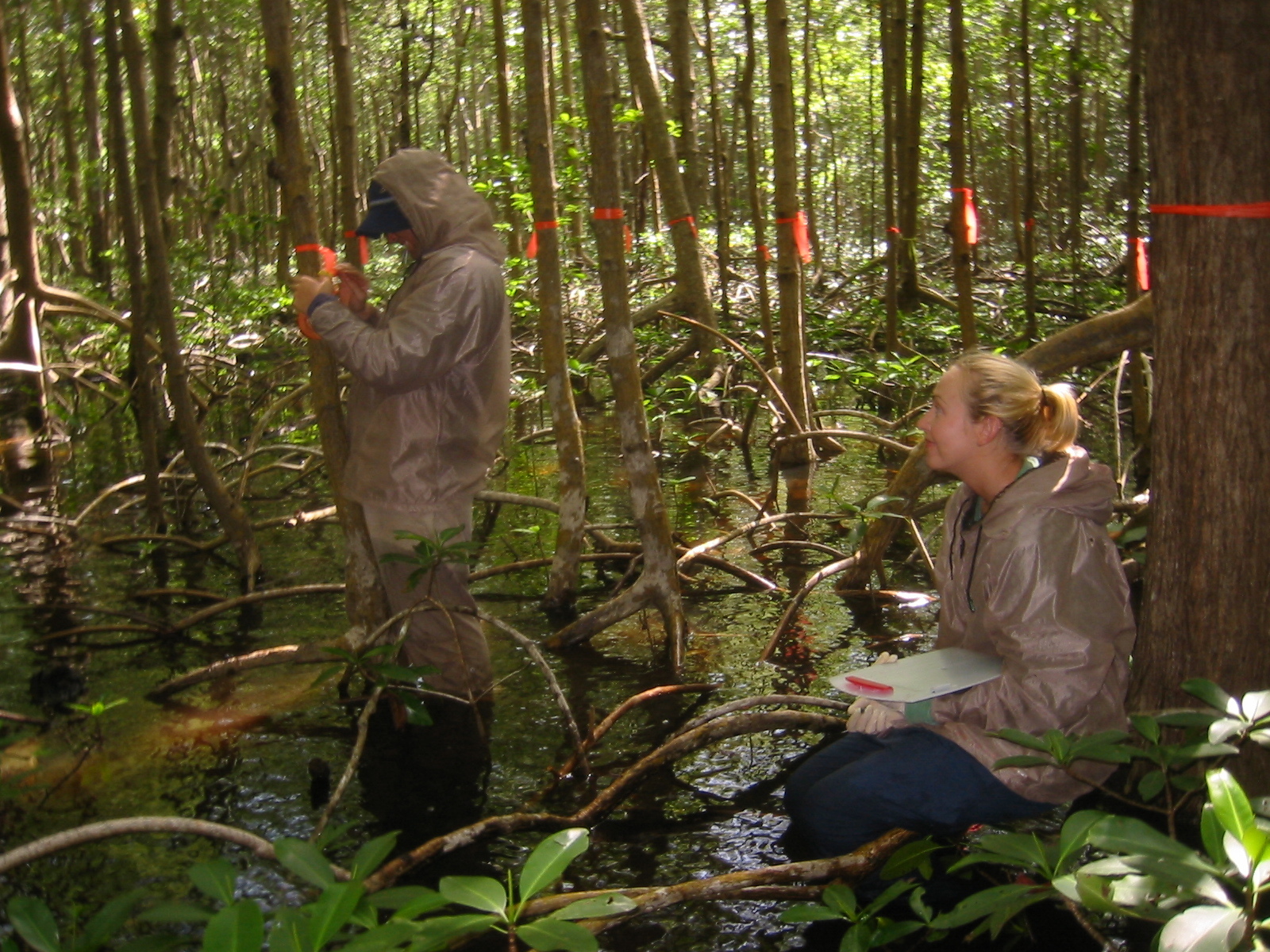 Left to right: Gustavo Rubio and Melissa Romigh measuring diameter at breast height (DBH) of mangrove trees at SRS-6 in Shark River Slough