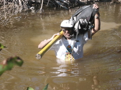 Jay Sah crossing tidal creek to measure tree damage by Hurricane Wilma