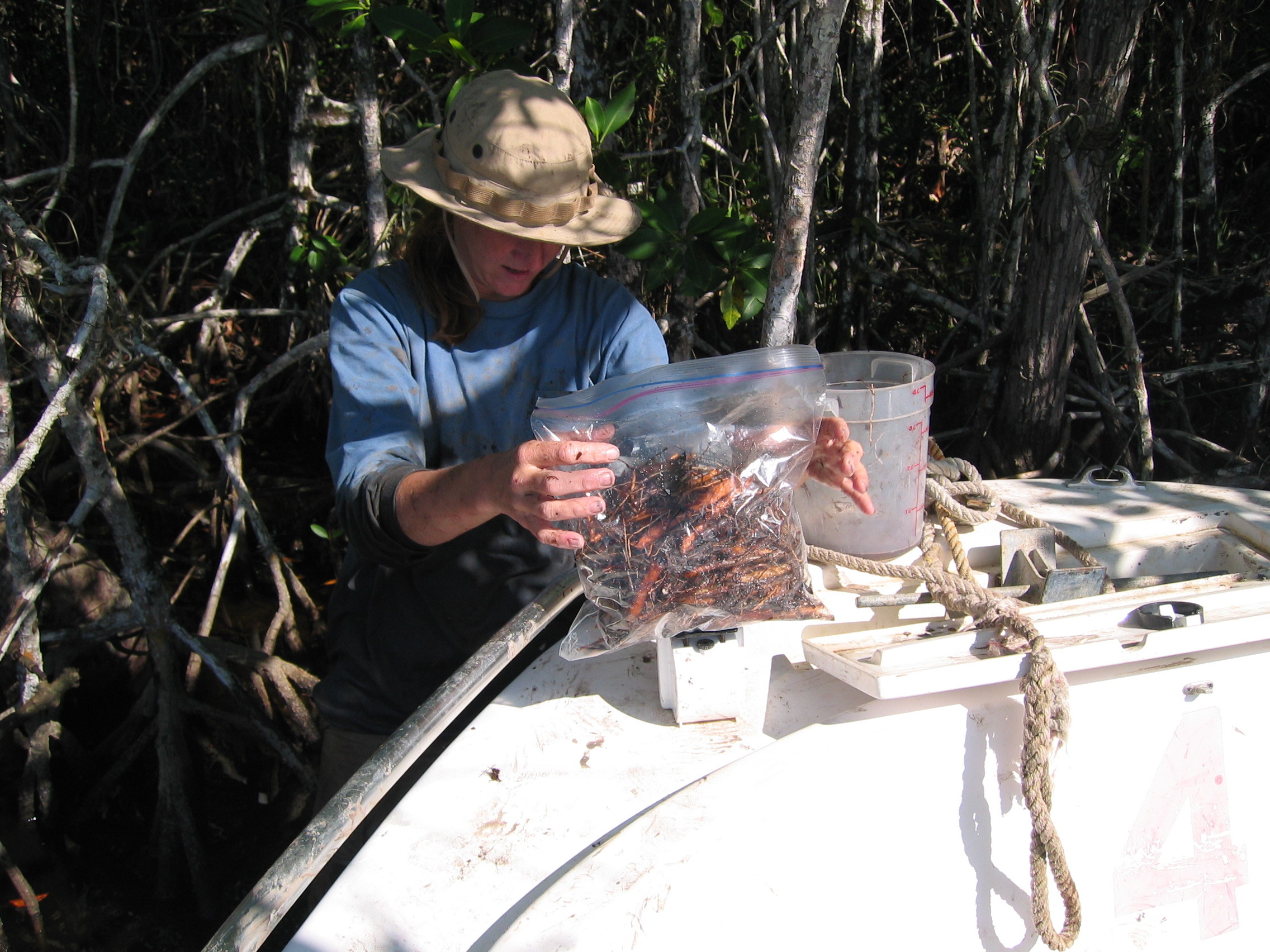 Nicole Poret weighing mangrove fine roots to set up a decomposition experiment at SRS-6 in Shark River Slough