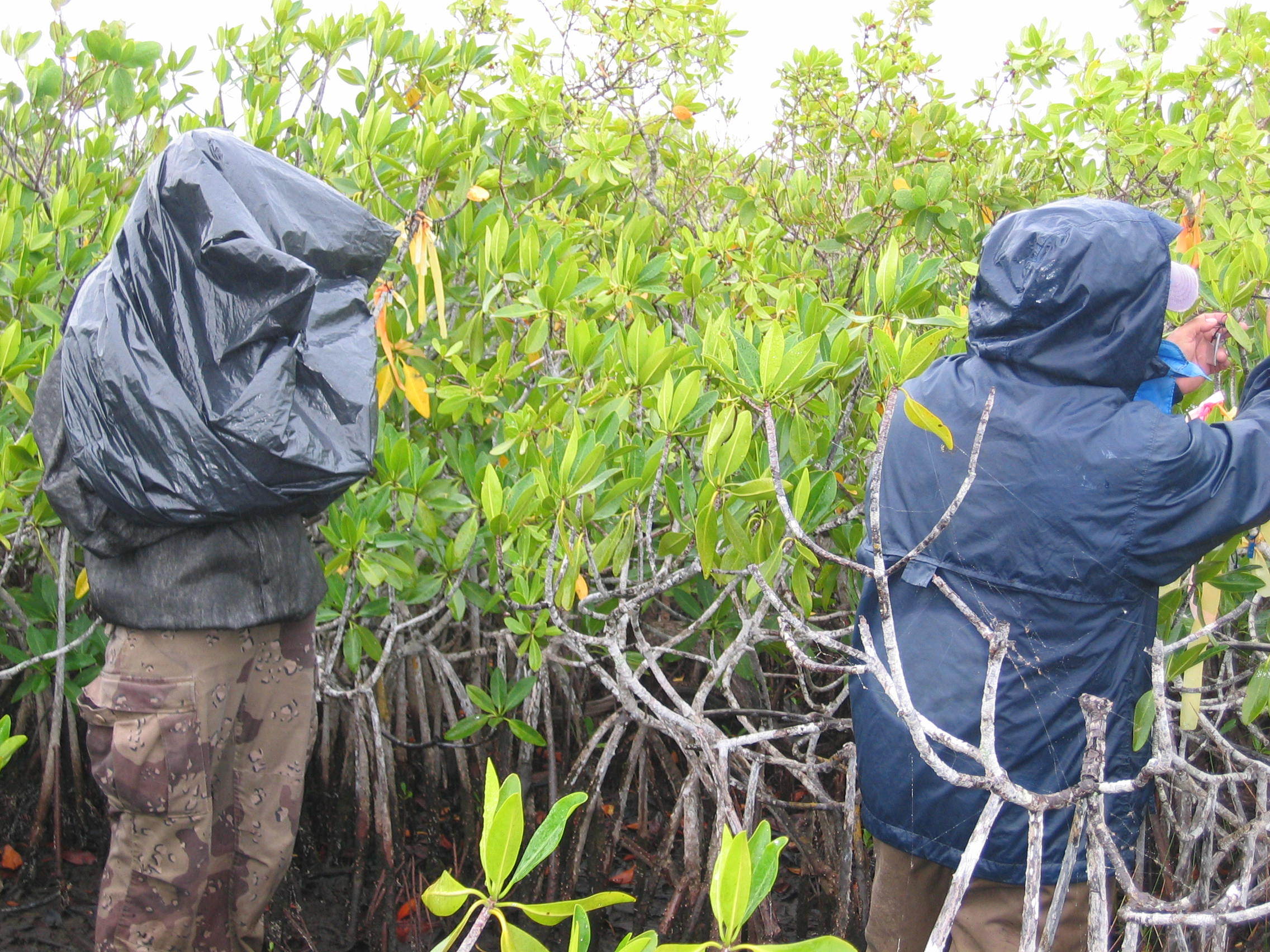 Left to right: Nicole Poret and Edward Castaneda measuring mangrove leaf turnover at TS/Ph-8
