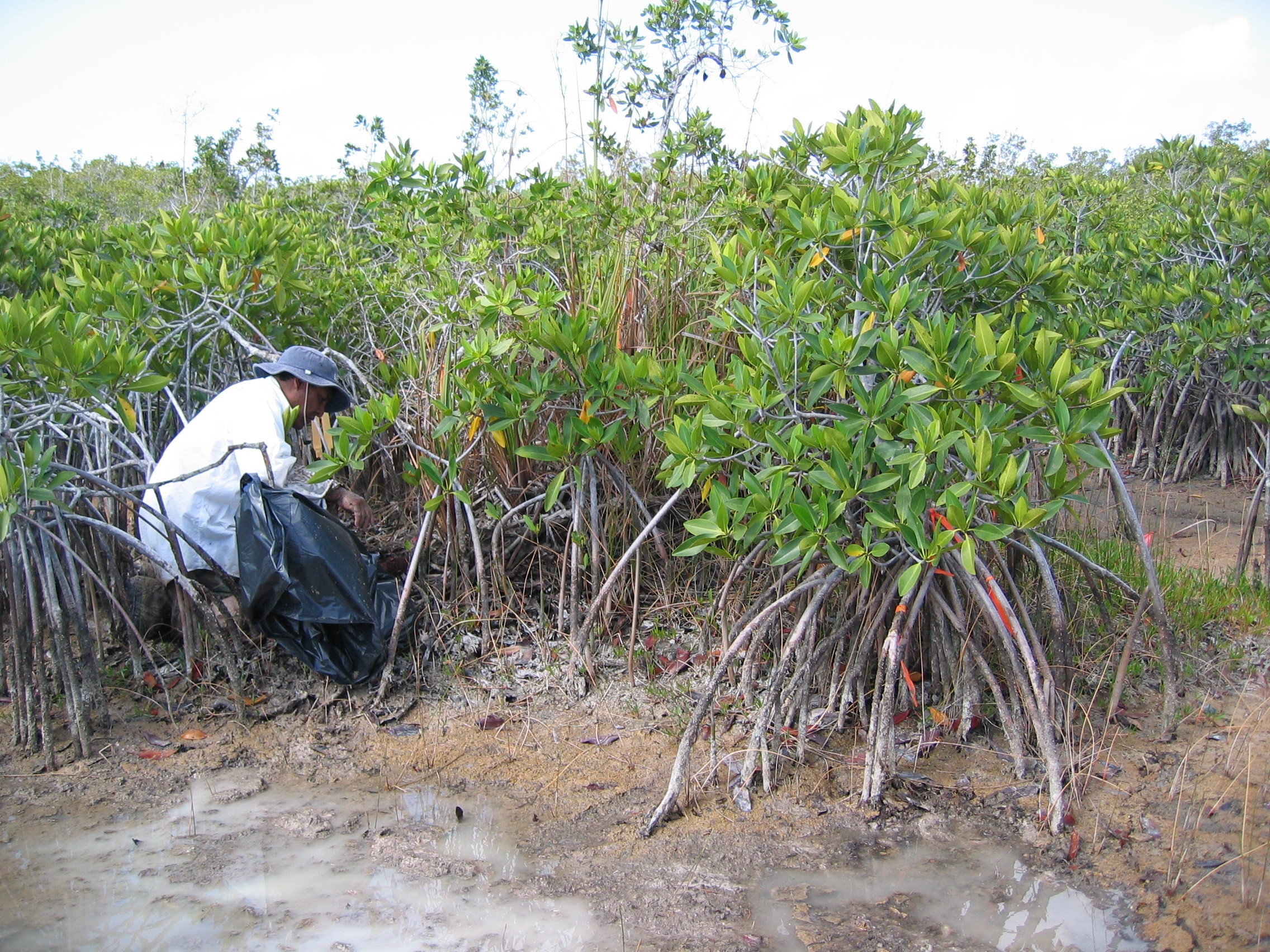 Carlos Coronado-Molina measuring dead wood biomass in dwarf mangroves at TS/Ph-6b in Taylor Slough
