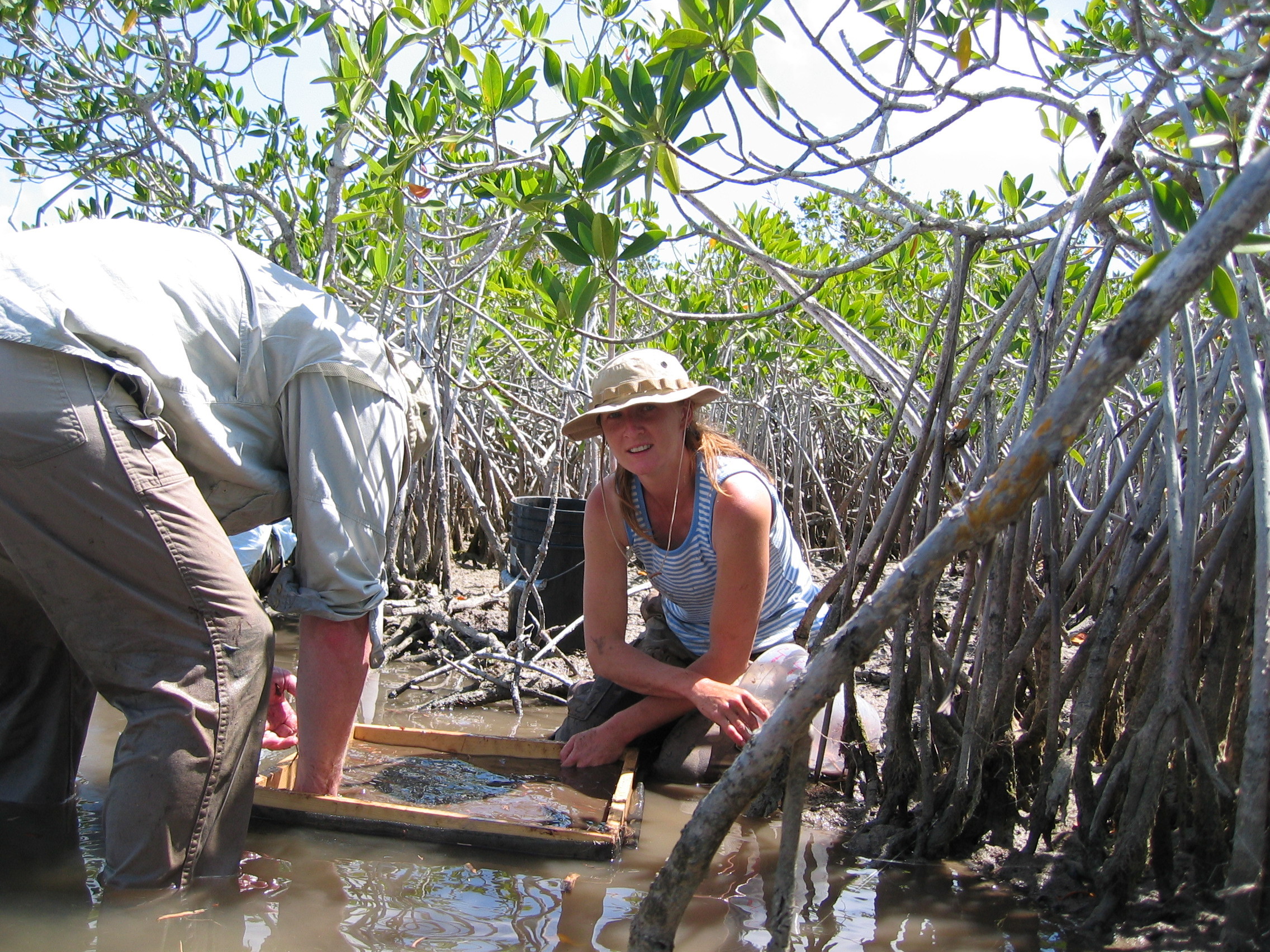 Left to right: Robert Twilley and Nicole Poret. Washing mangrove fine roots to set up a decomposition experiment at TS/Ph-8 in Taylor Slough