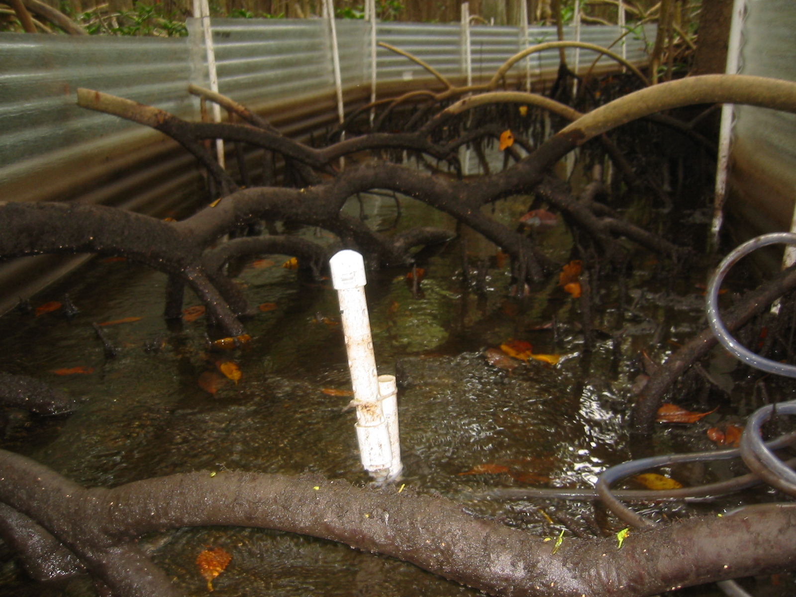 Water sheet flow inside a flume to measures nutrient/sediment fluxes in a mangrove forest at SRS-6