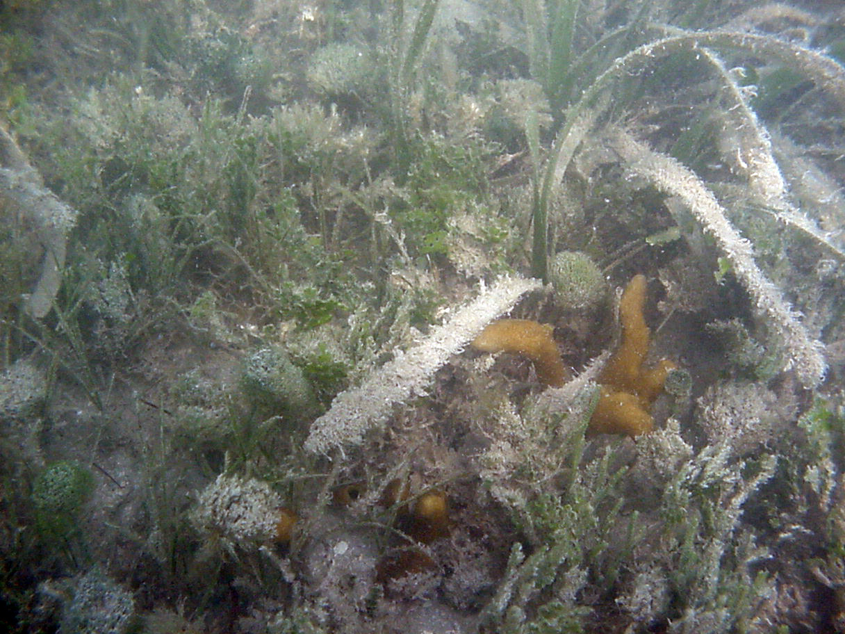 Seagrass at TS/Ph-11 in Florida Bay