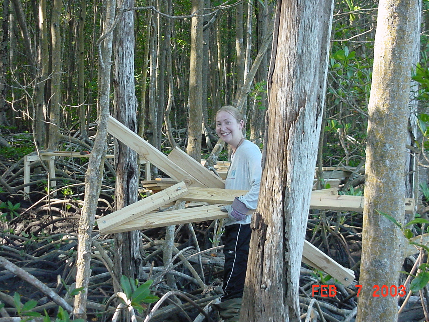 Melissa Romigh carrying wood to construct boardwalk in mangrove forest near SRS-6 in Shark River Slough