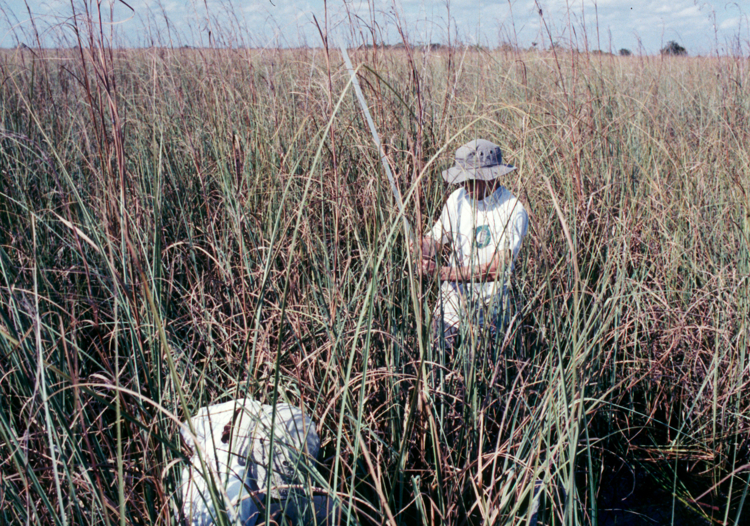 Measuring sawgrass in macrophyte plots at SRS-3 in Shark River Slough