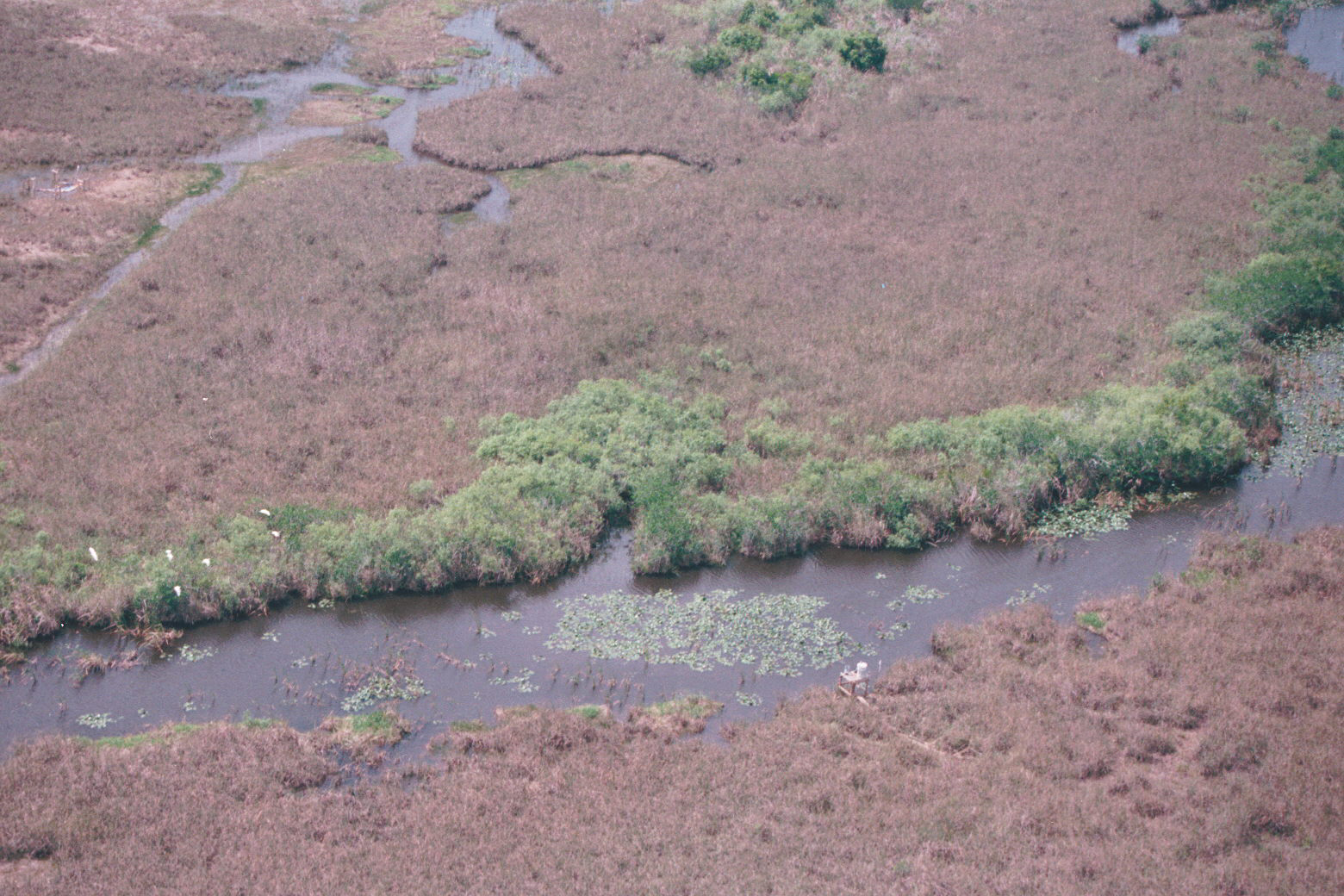 Aerial photo of SRS-3 in Shark River Slough