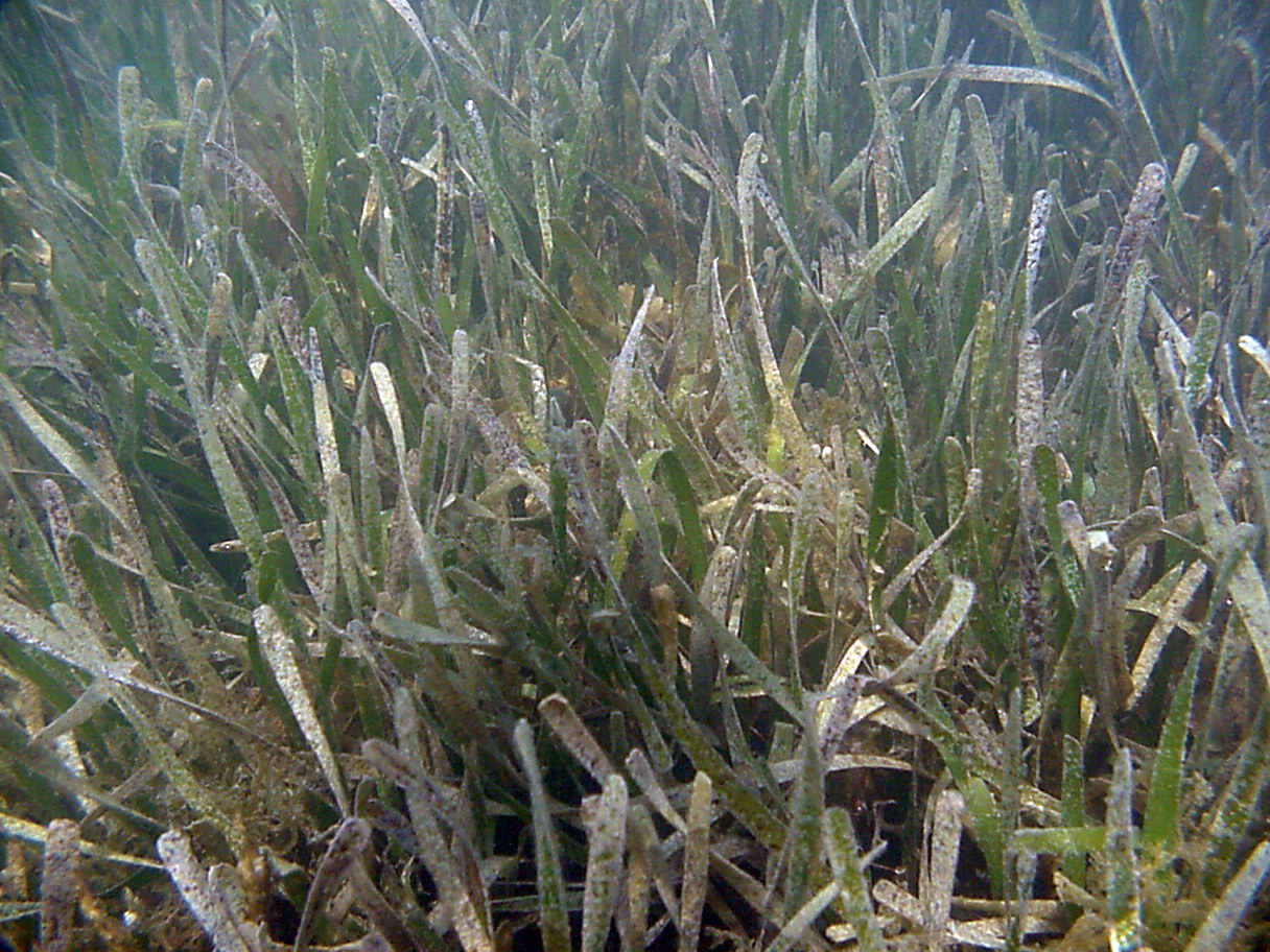 Seagrass at TS/Ph-9 in Florida Bay