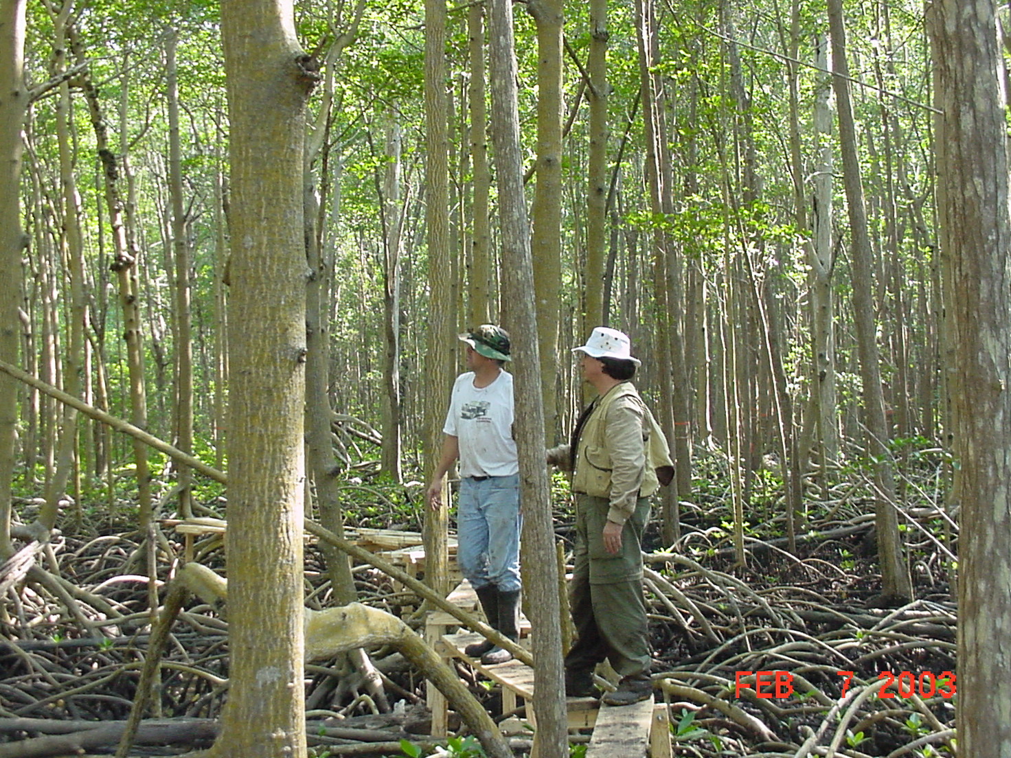 Left to right: Roger Holland and Victor H. Rivera-Monroy. Constructing board walk in mangrove forest at SRS-6 in Shark River Slough