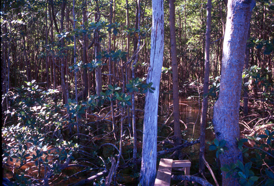 Mangroves at SRS-6 in Shark River Slough