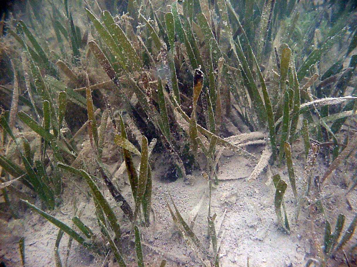 Seagrass at TS/Ph-10 in Florida Bay