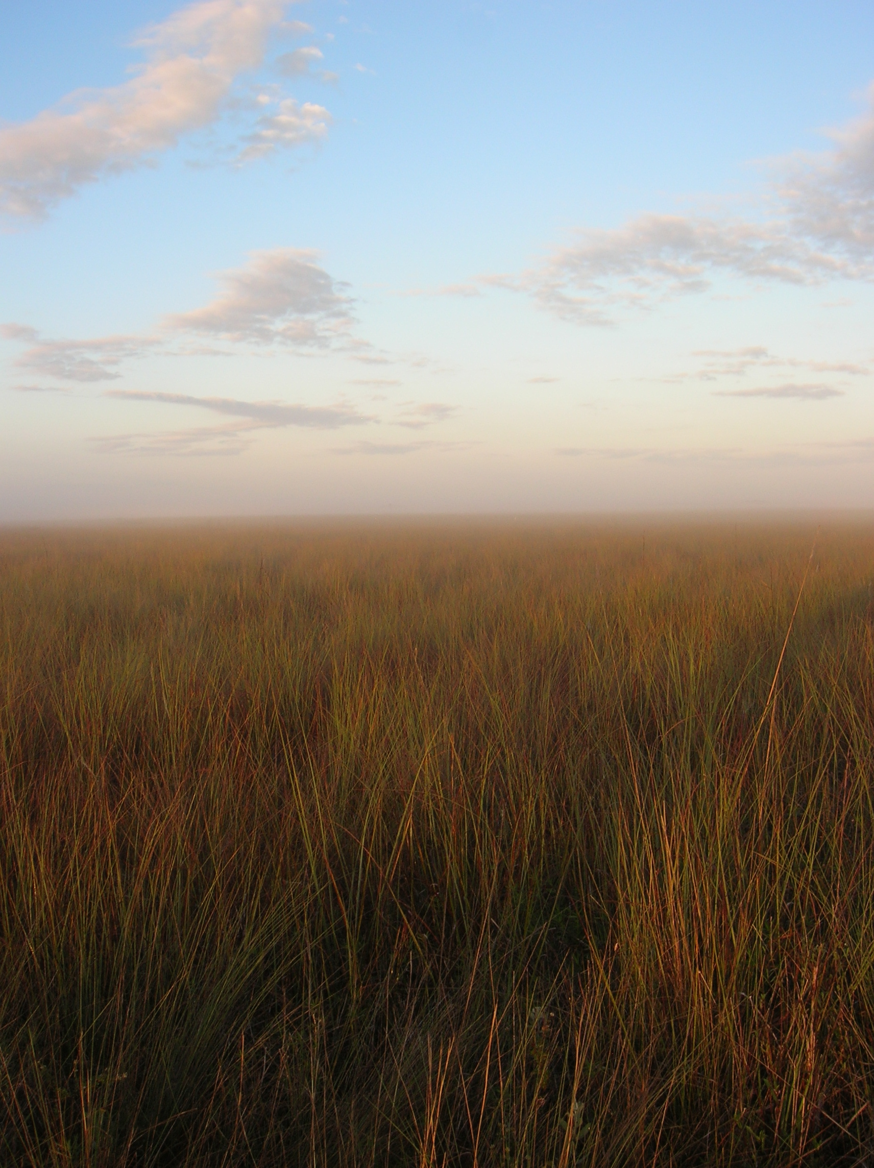 Early morning in a short-hydroperiod Everglades marsh (south of TS/Ph-1b in Taylor Slough)