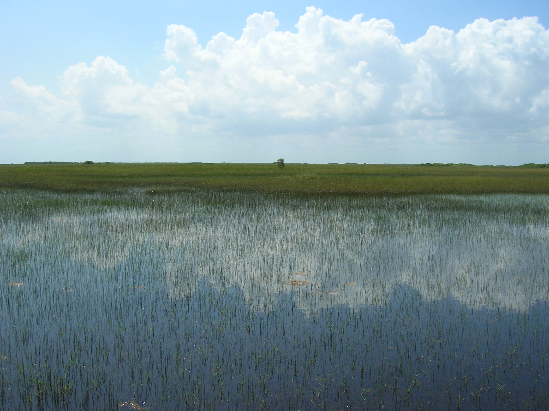 Long-hydroperiod Everglades marsh, wet season, 2008 (near SRS-2 in Shark River Slough)