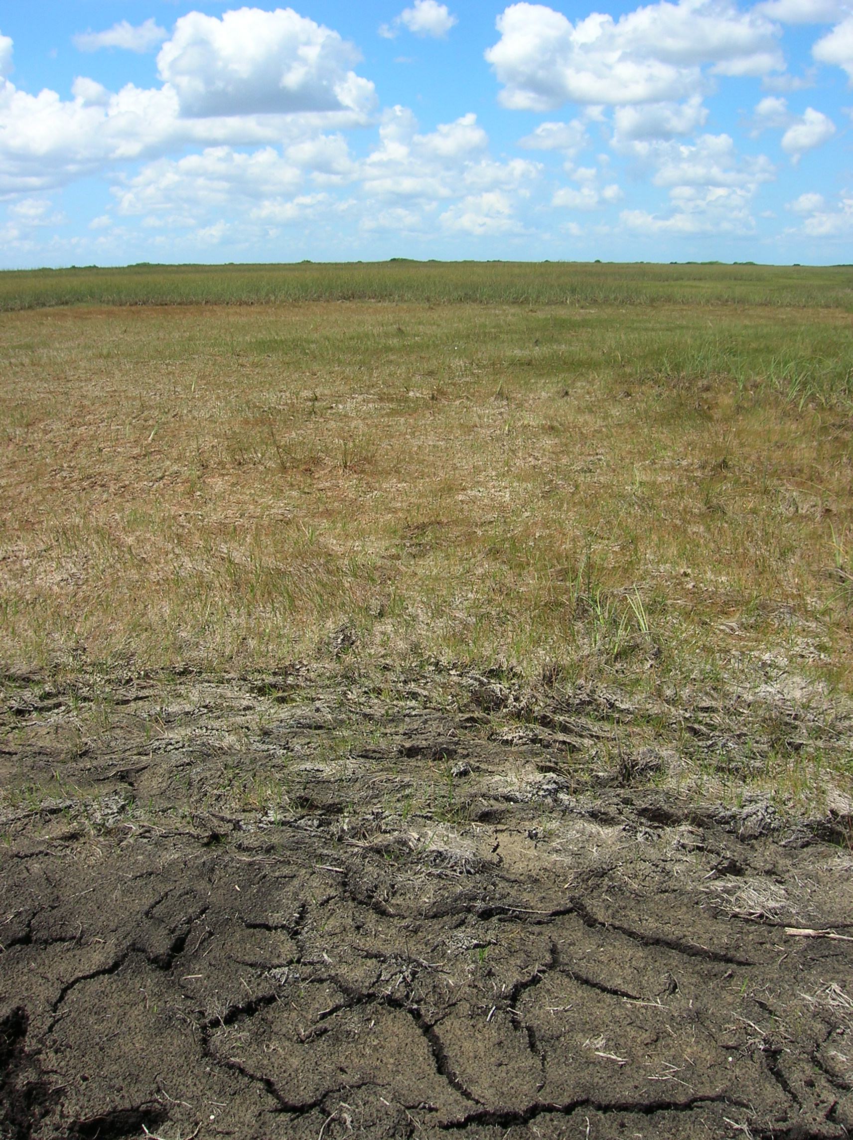 Long-hydroperiod Everglades marsh under extremely dry conditions, late dry season, 2009 (near SRS-2 in Shark River Slough)