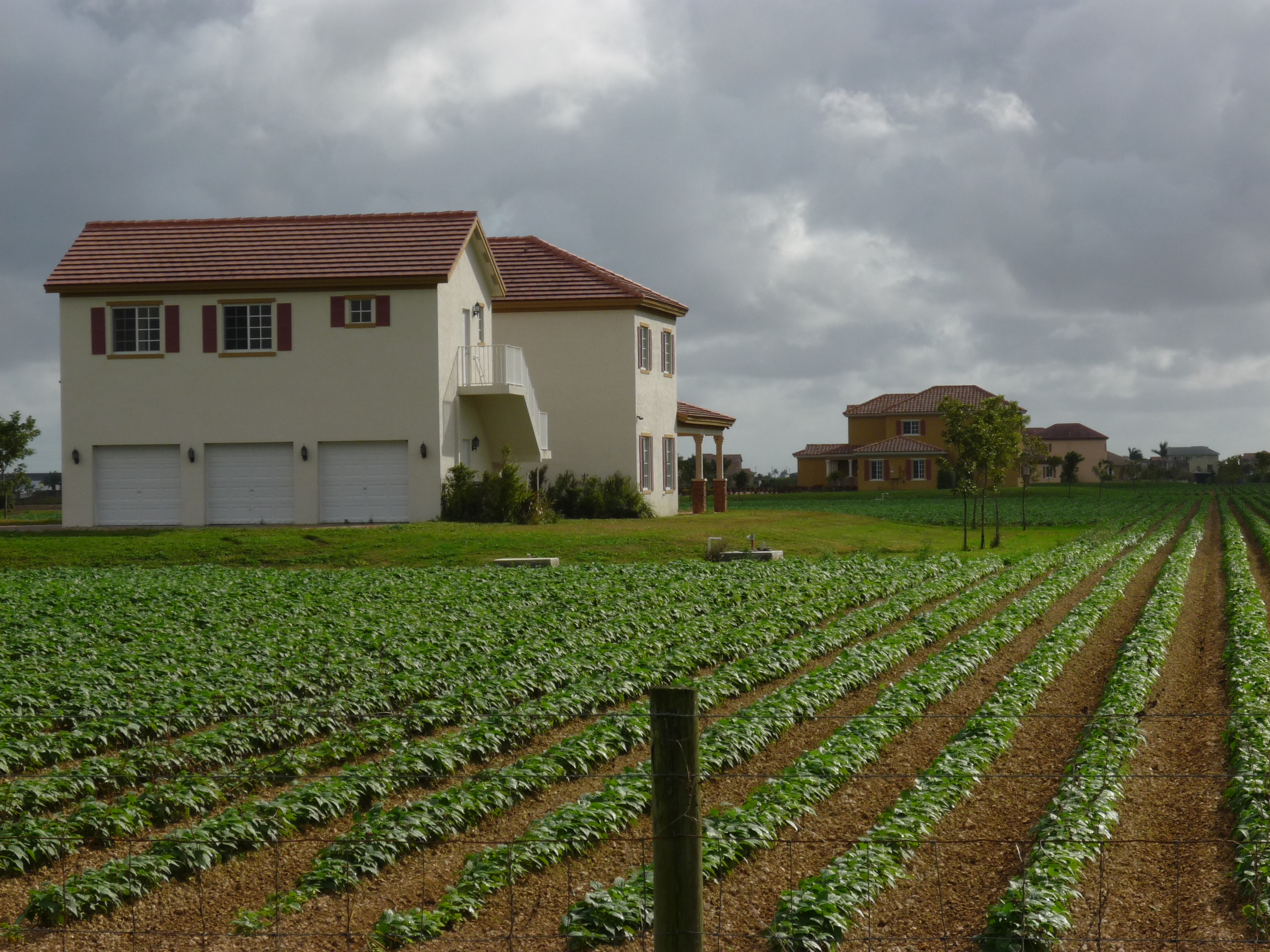 Commercial farm surrounding a new residential development