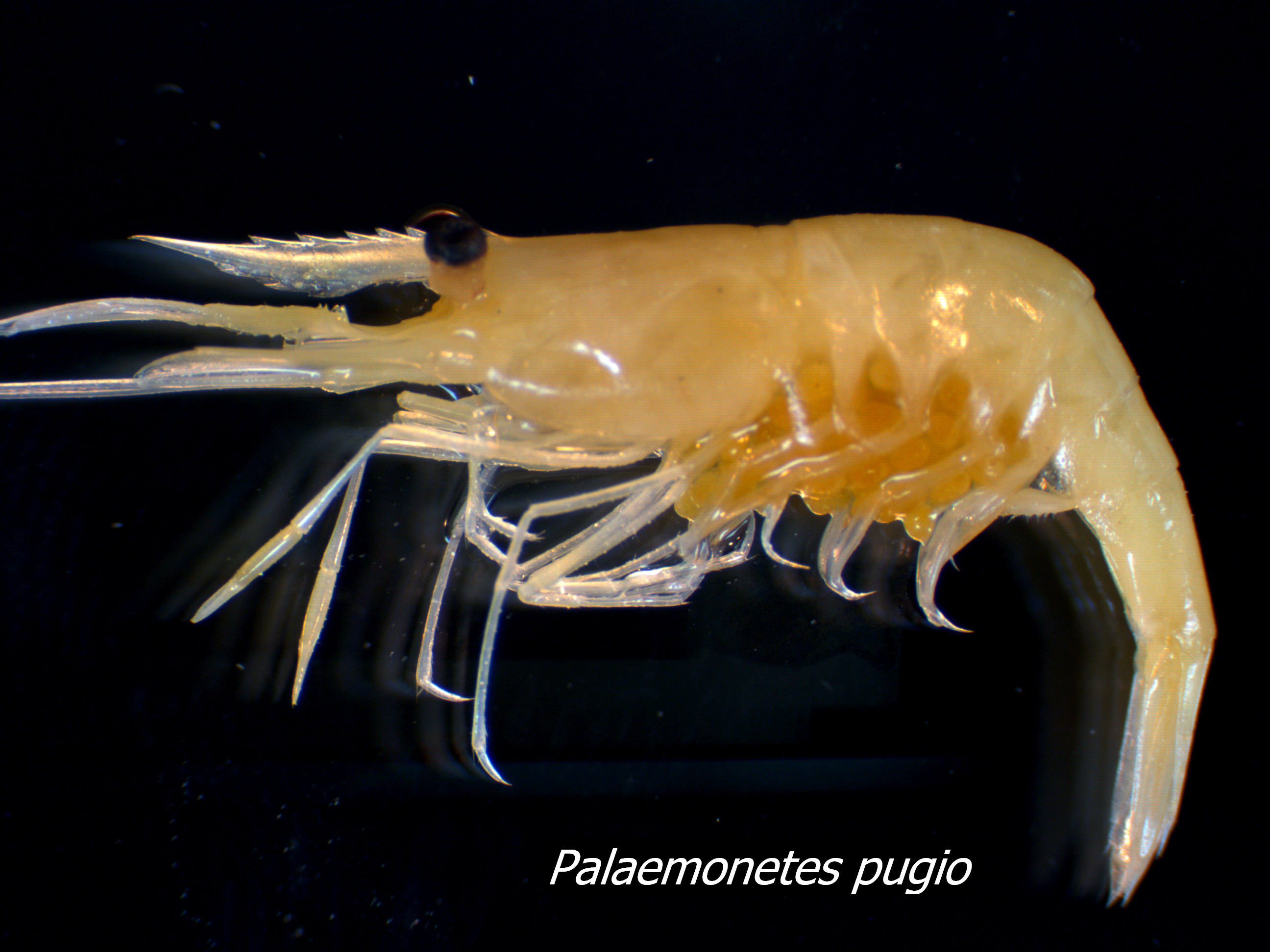 Palaemonetes pugio (Palaemonid shrimp)