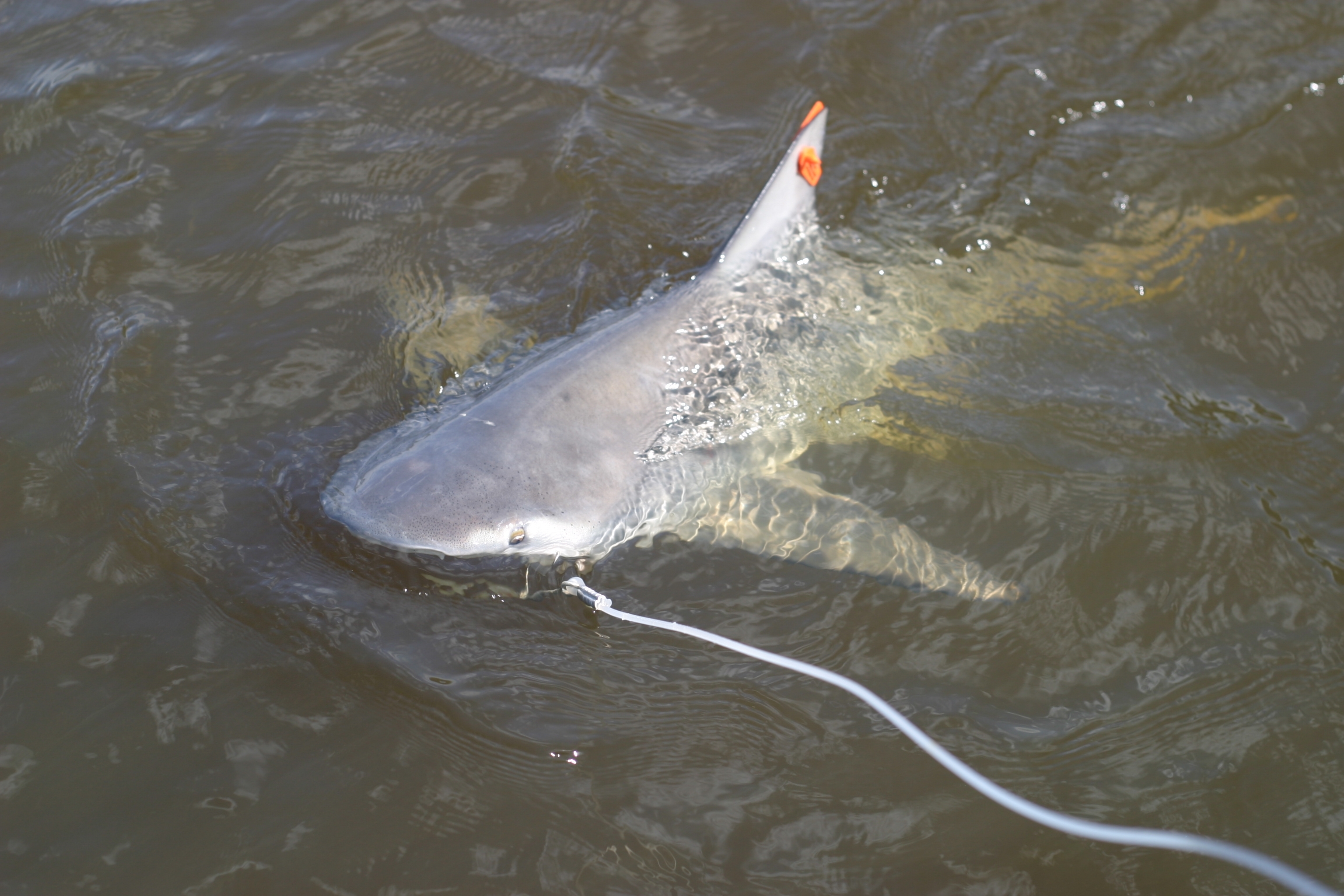 Mike Heithaus's field crew catches bull sharks from the mouth of the river to 27 km upstream