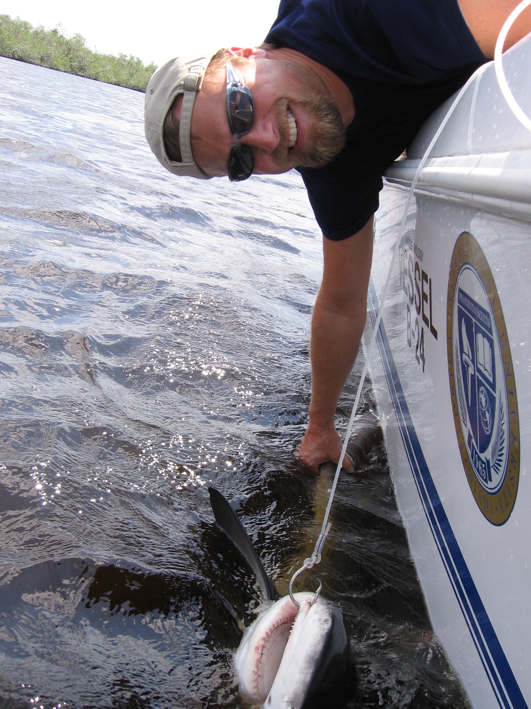 Mike Heithaus brings a shark next to the boat to be measure, tagged, and sampled