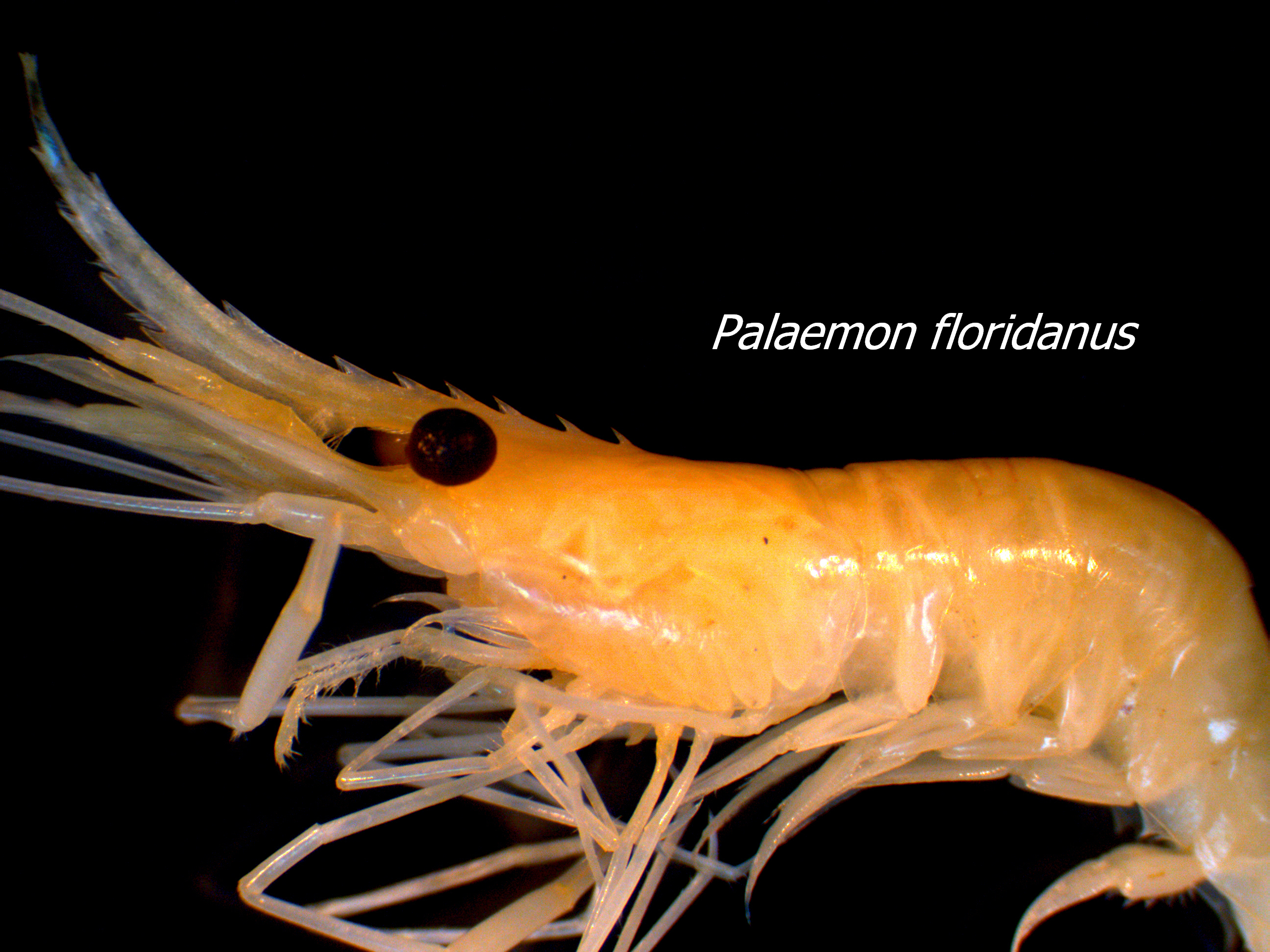 Palaemonetes floridanus (Palaemonid shrimp)