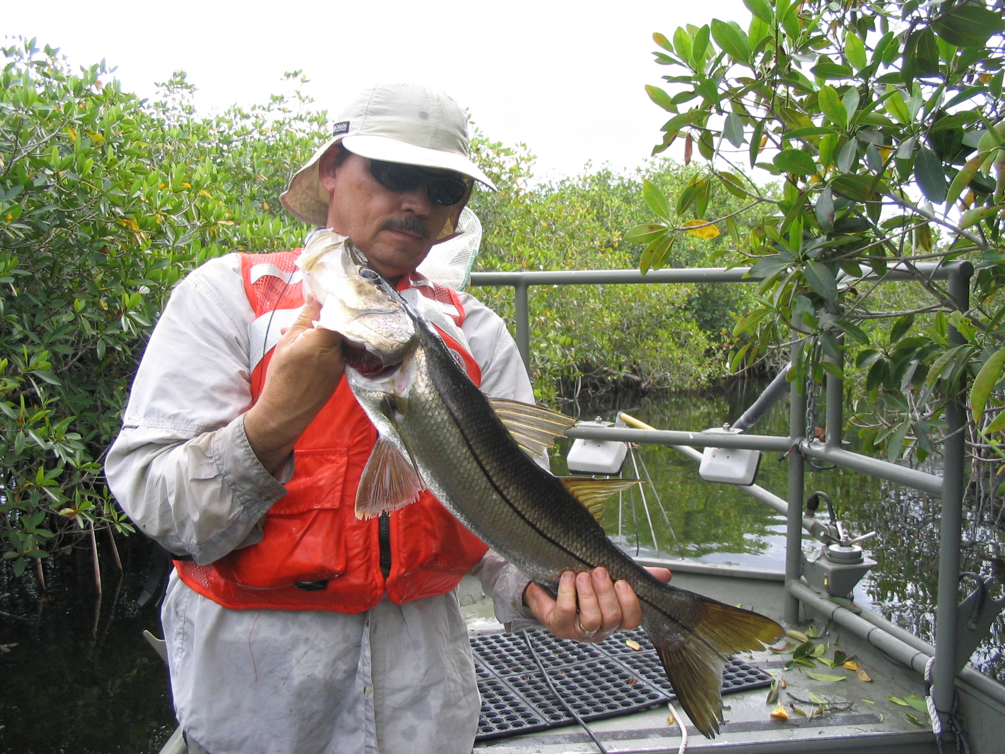 Bill Loftus with a snook at Rookery Branch