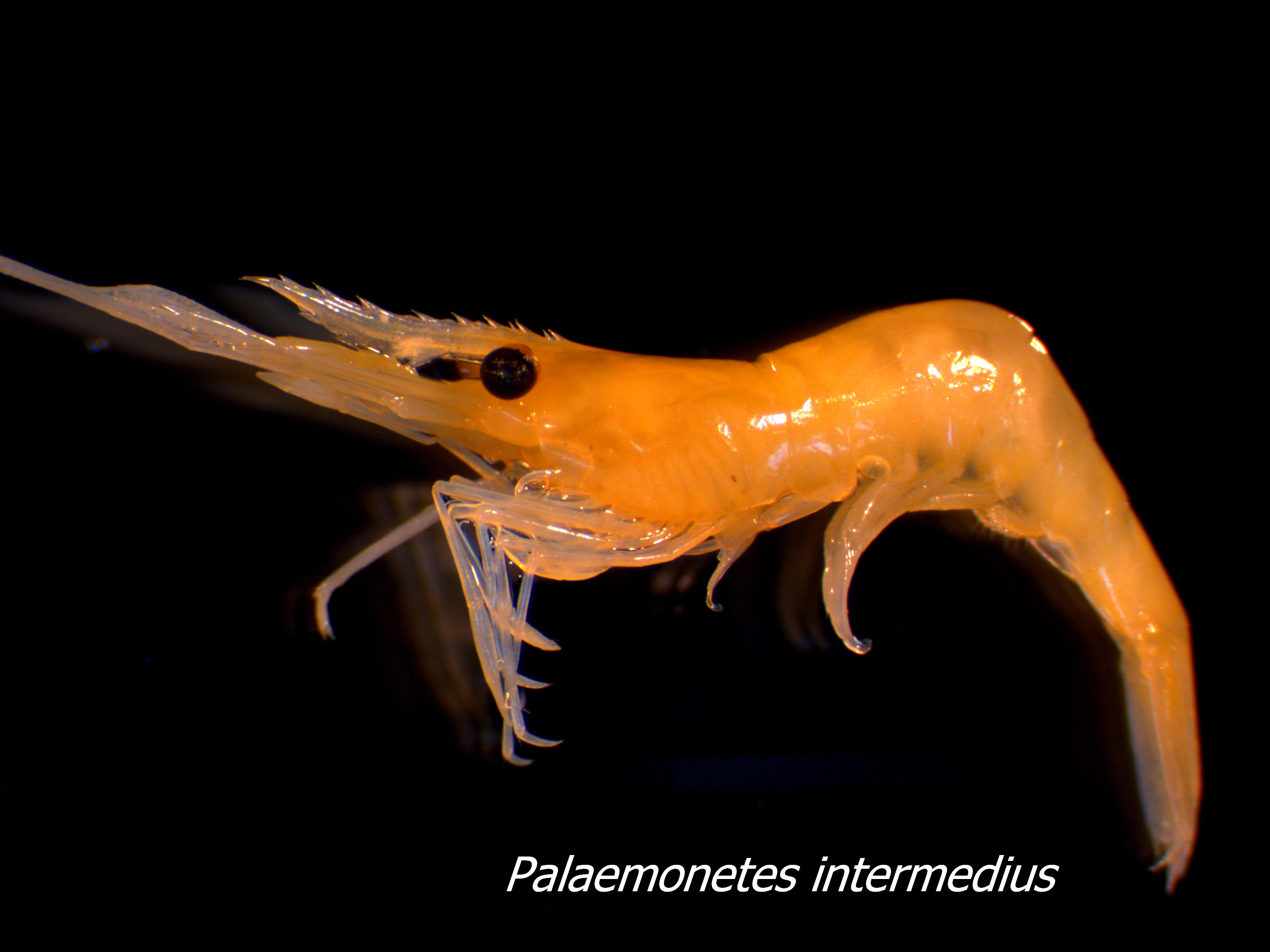 Palaemonetes intermedius (Palaemonid shrimp)