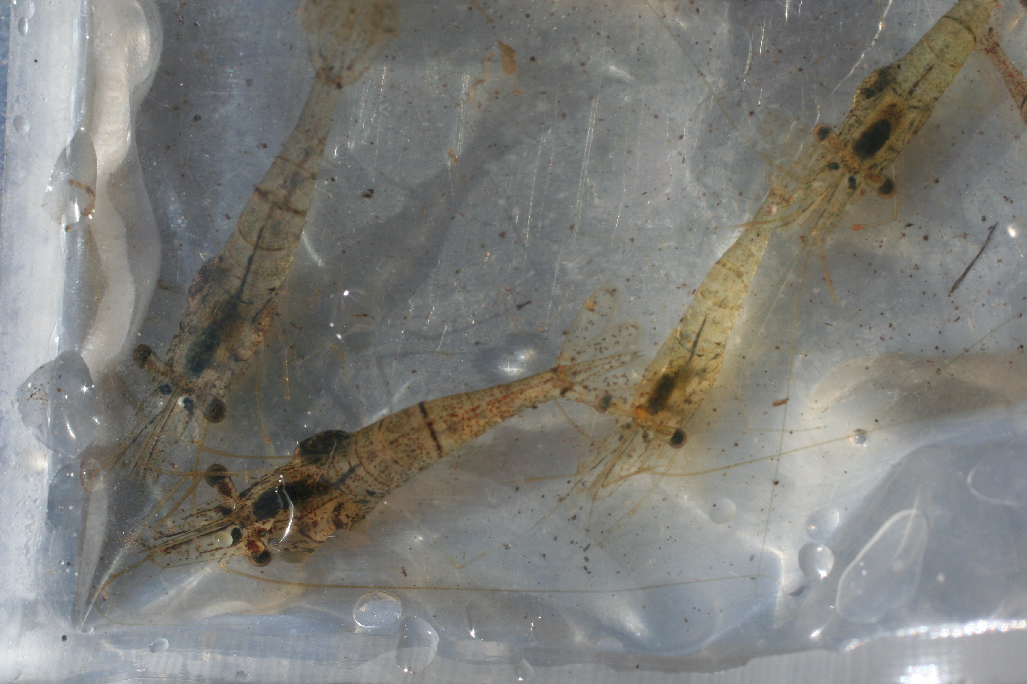 Palaemonid shrimp at Shark River