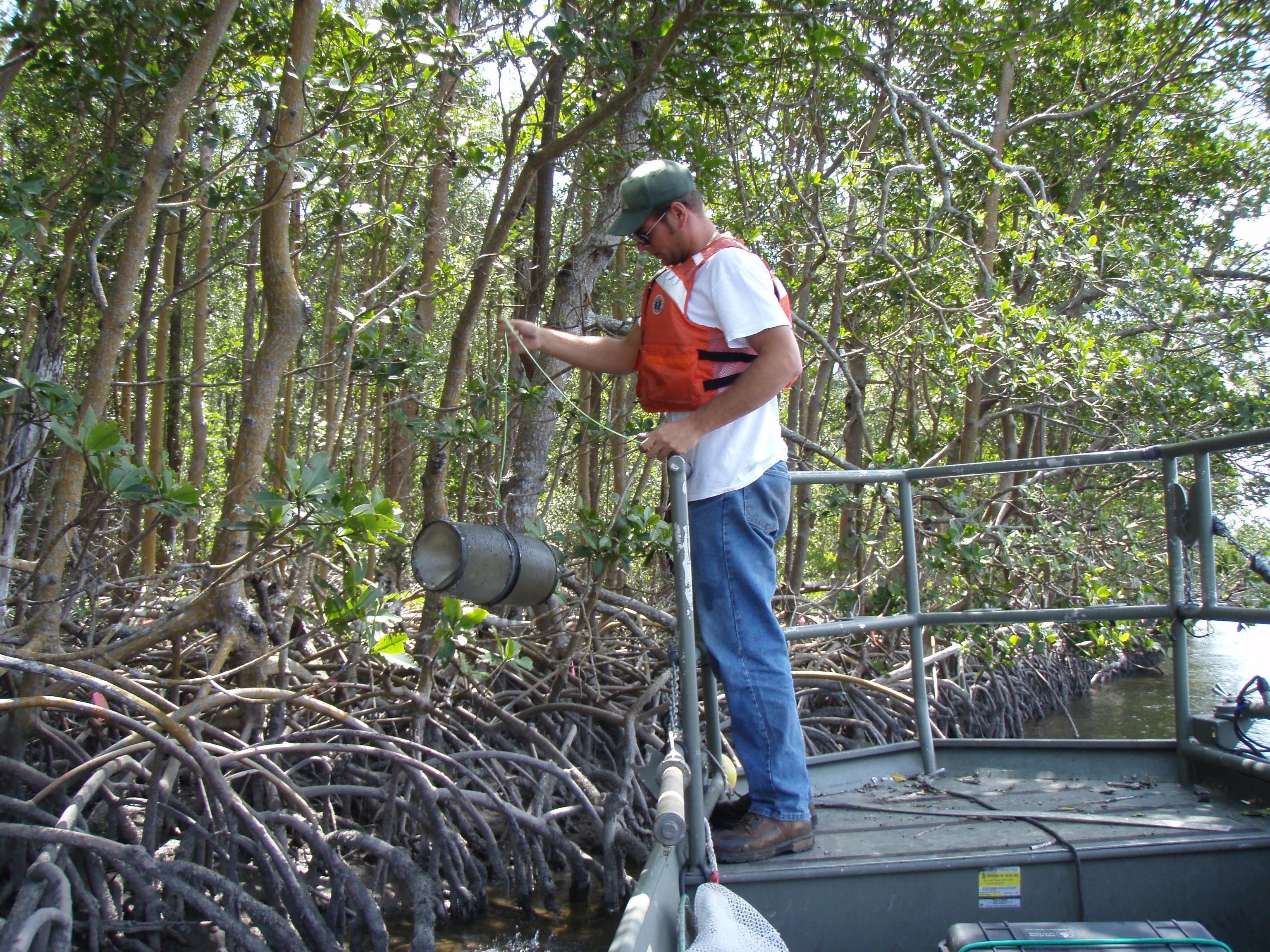 Zach Fratto retrieving a minnow trap at Shark River