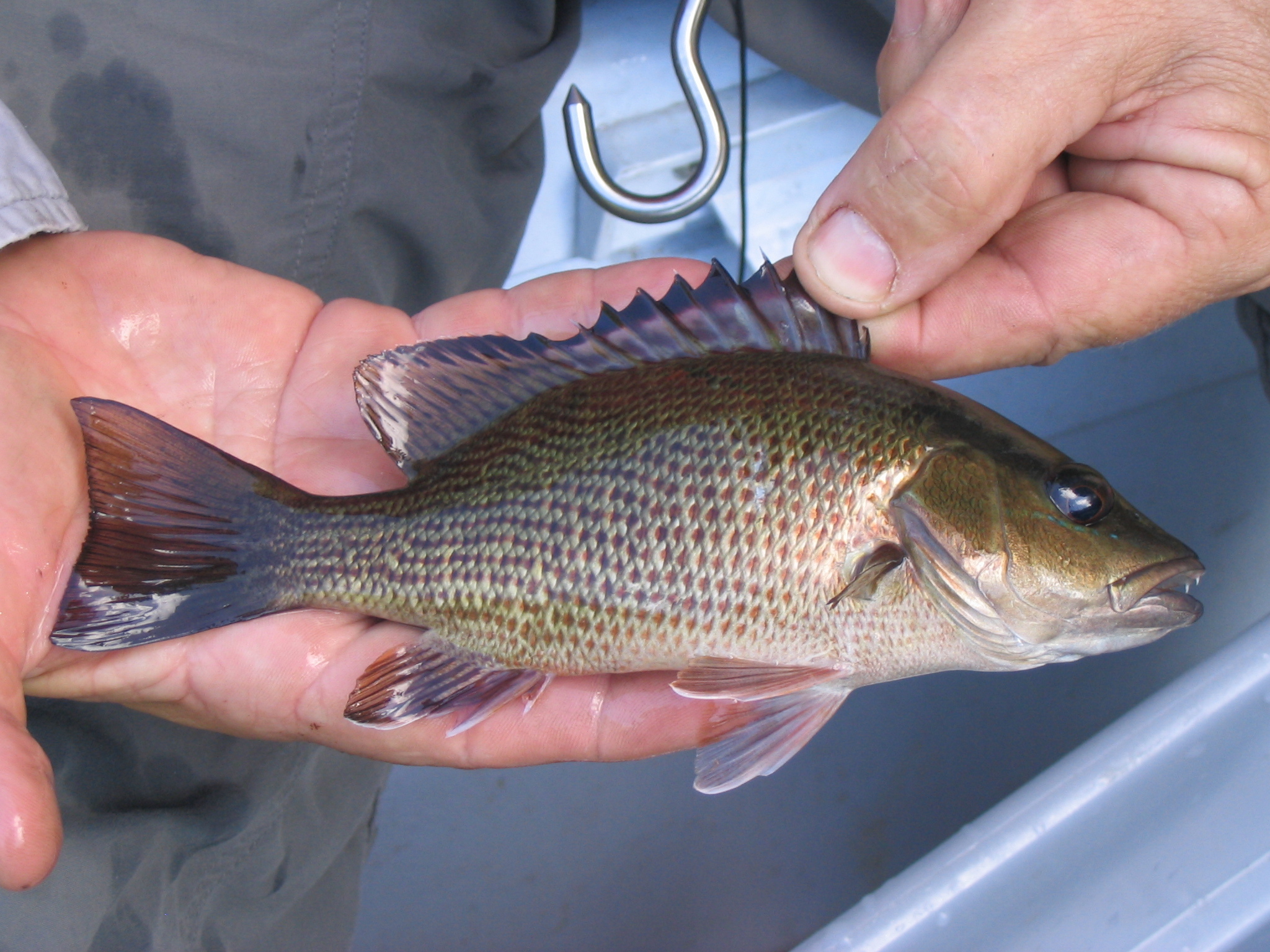 Mangrove Snapper at Rookery Branch