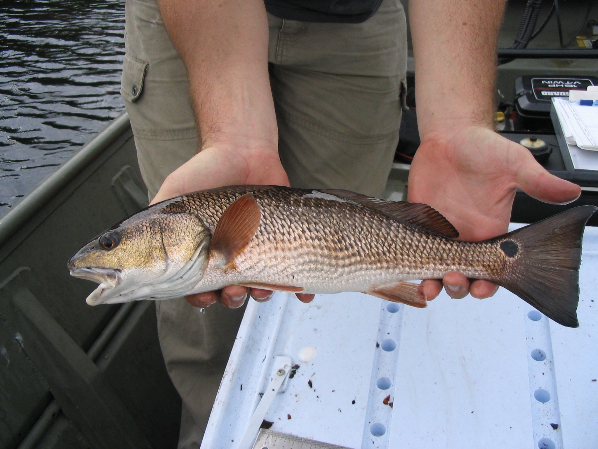 Red Drum at Rookery Branch
