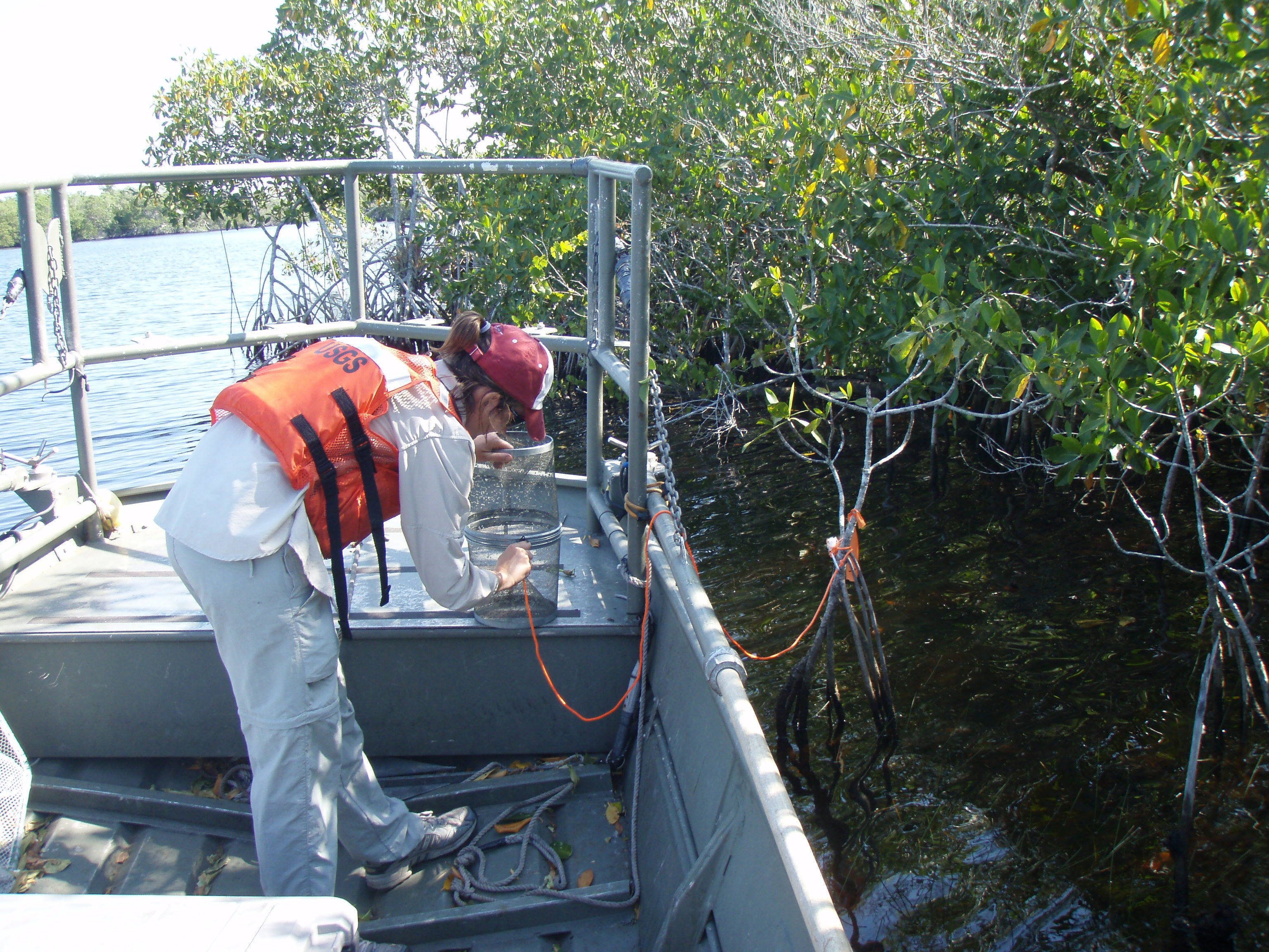 Lauren McCarthy setting a minnow trap in Rookery Branch