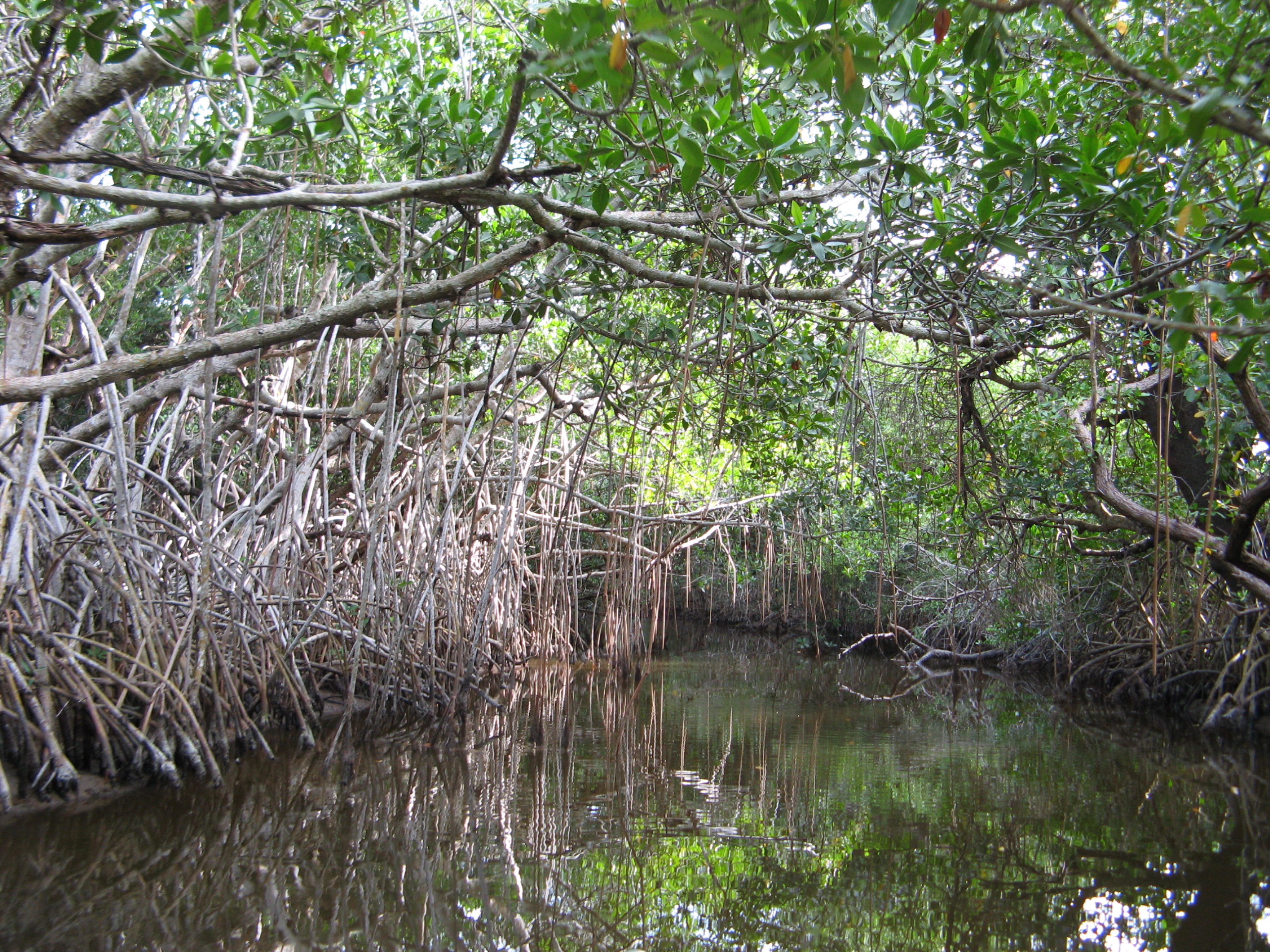 Mangroves in Taylor Slough