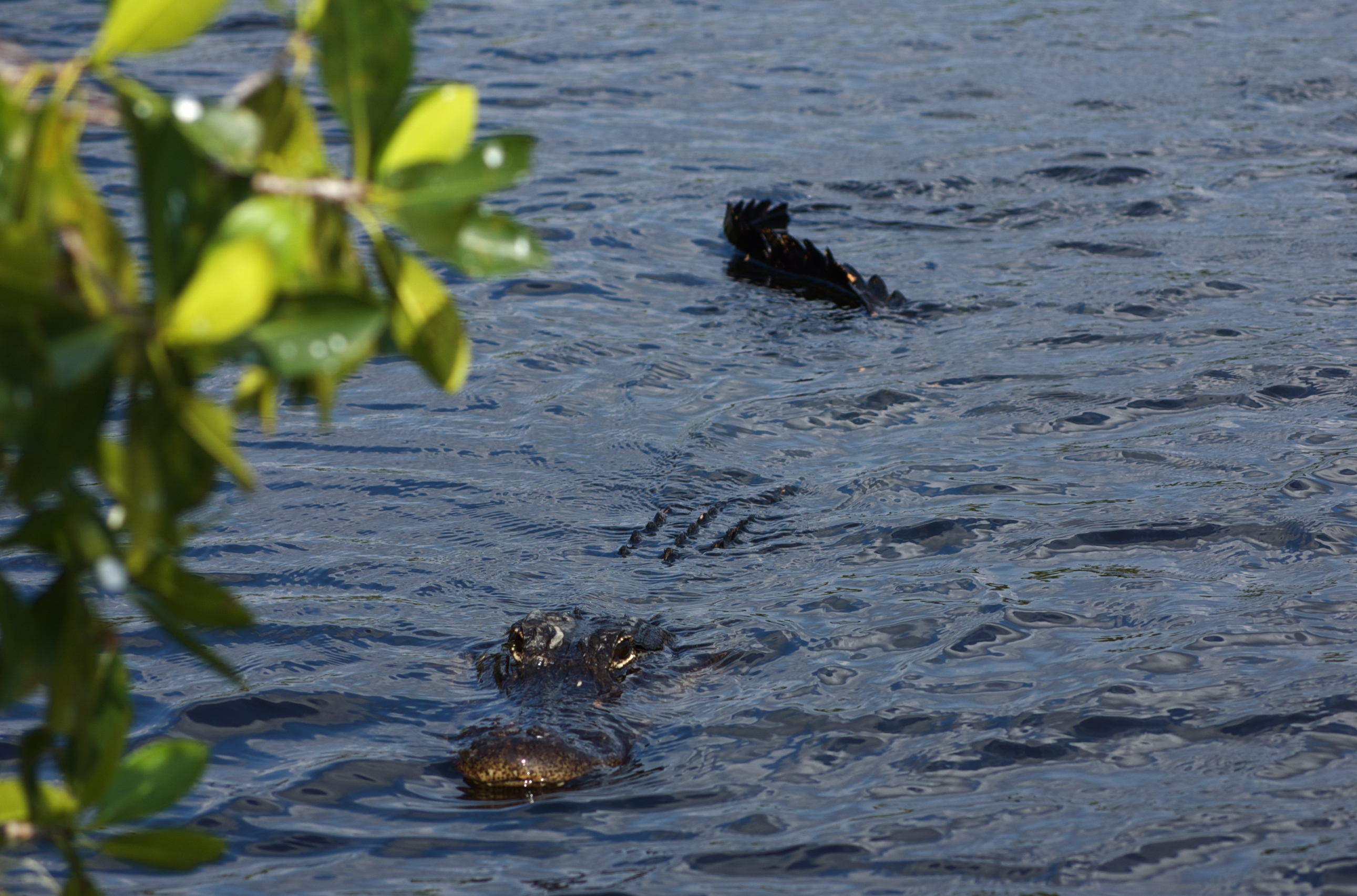 American alligator swimming in the Shark River estuary