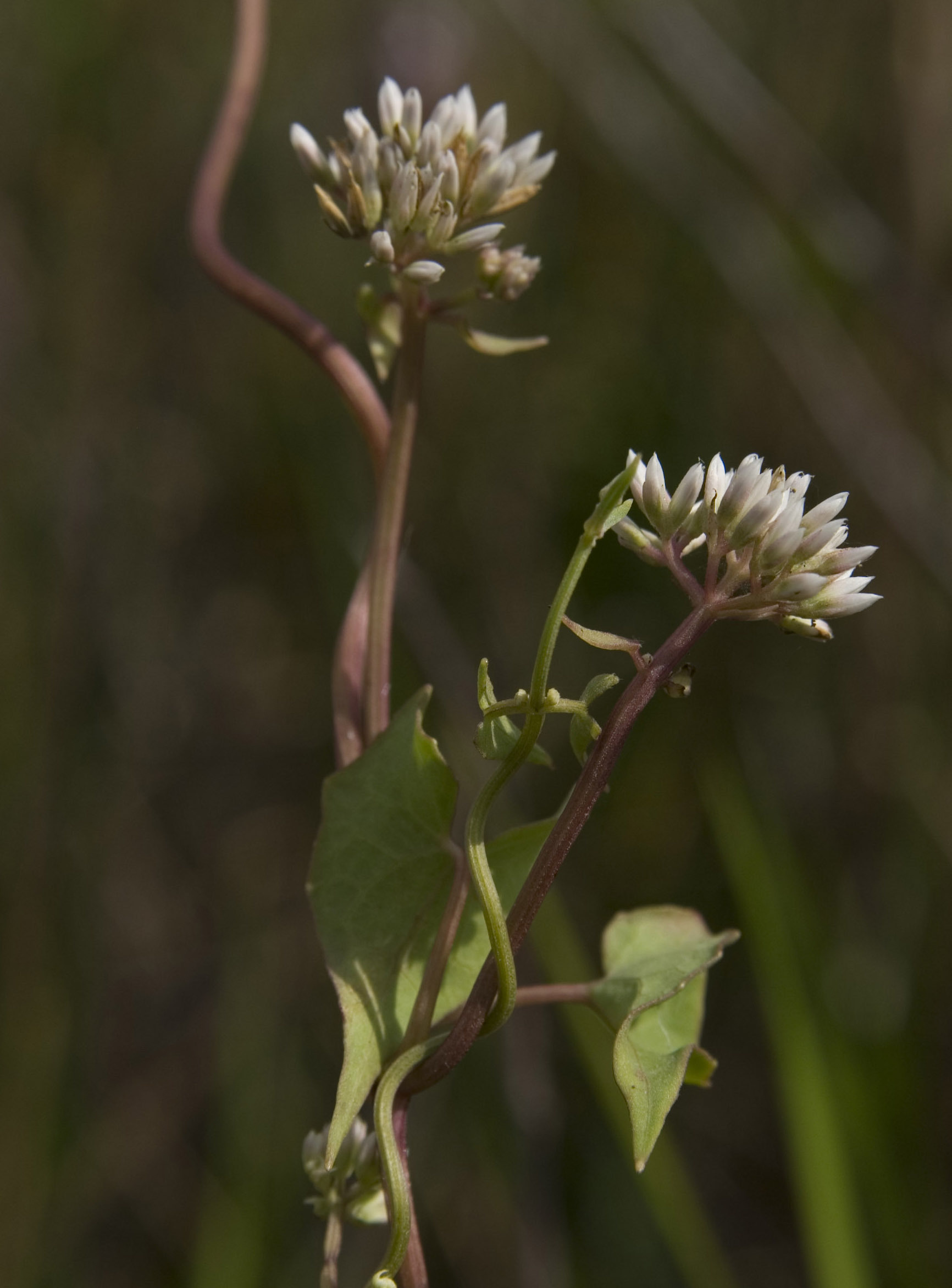 Mikania scandens near TS/Ph-2 in Taylor Slough