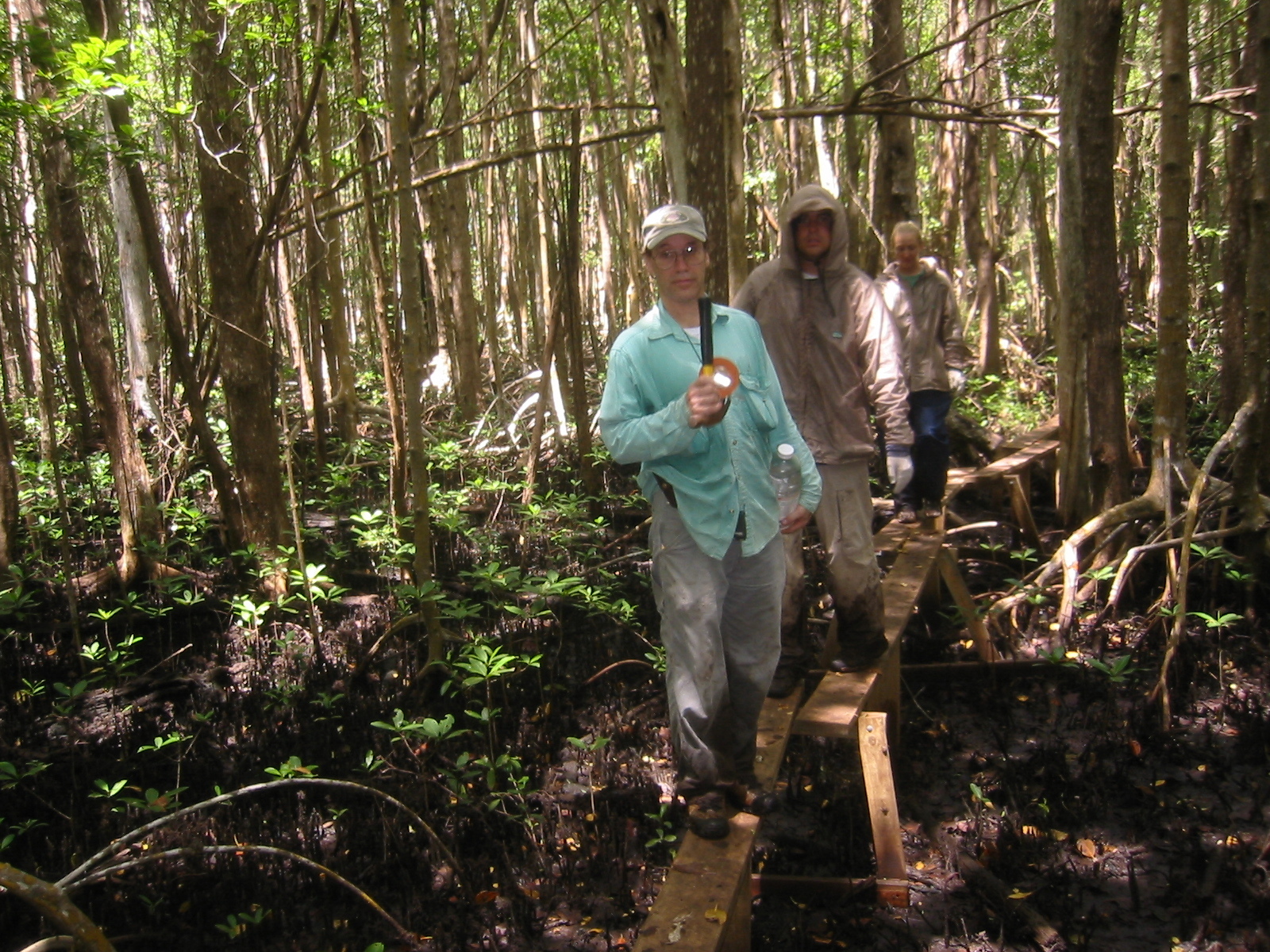 Mike Ross inspecting mangrove forest gaps along boardwalk at SRS-6 in Shark River