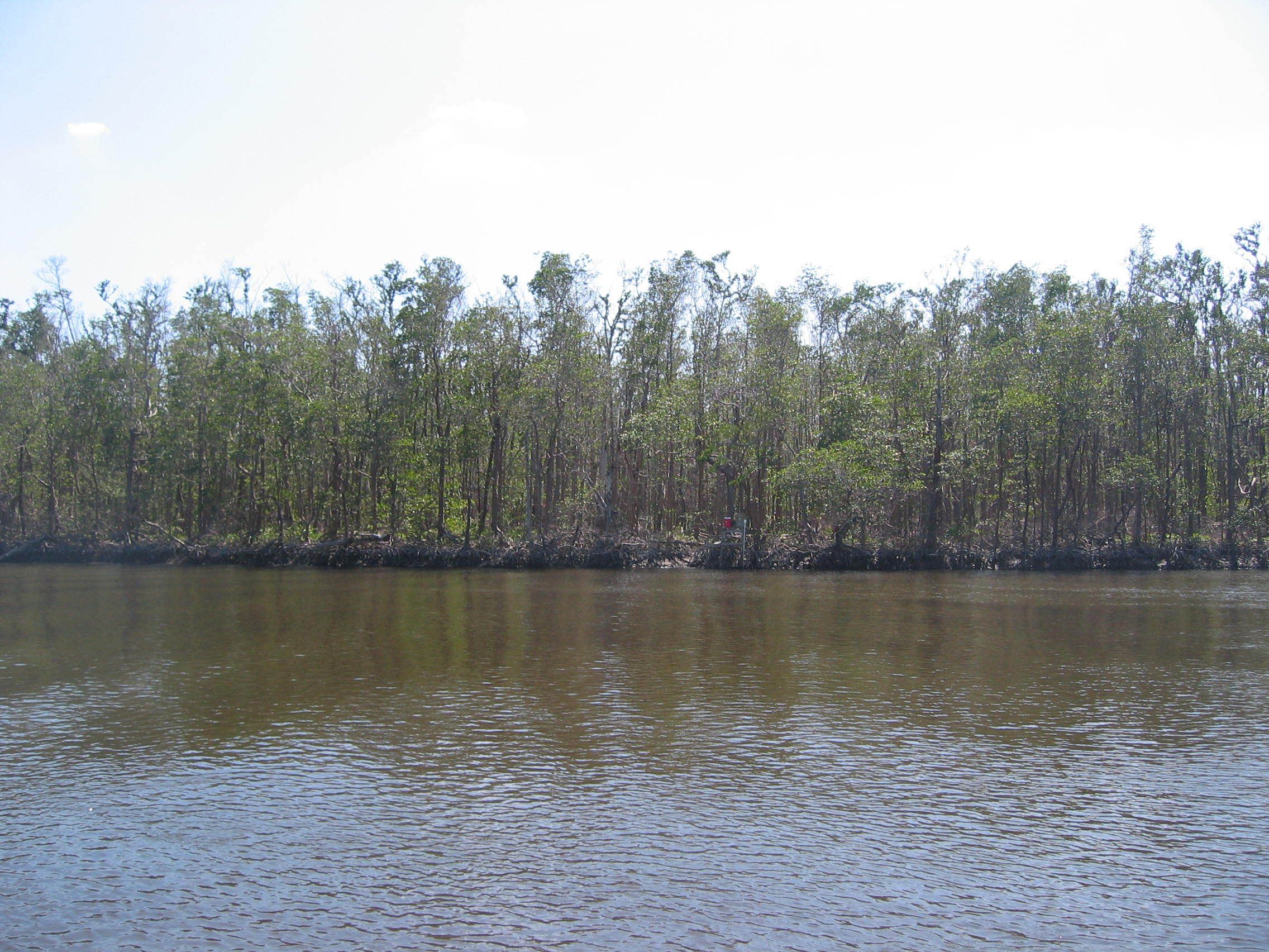 Fringe mangrove forest at SRS-6 in Shark River showing defoliation by Hurricane Wilma