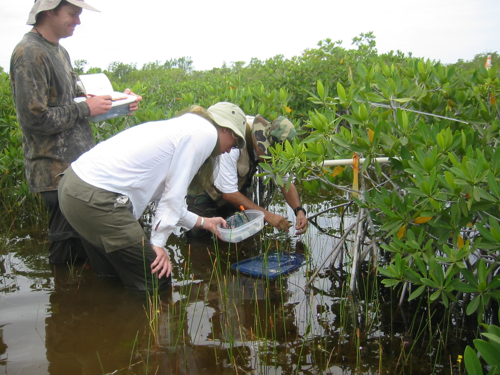 Left to right: Dan Bond, Kim de Mutsert and Edward Castaneda measuring porewater salinity, redox, and hydrogen sulfide in dwarf mangroves at TS/Ph-6b in Taylor Slough