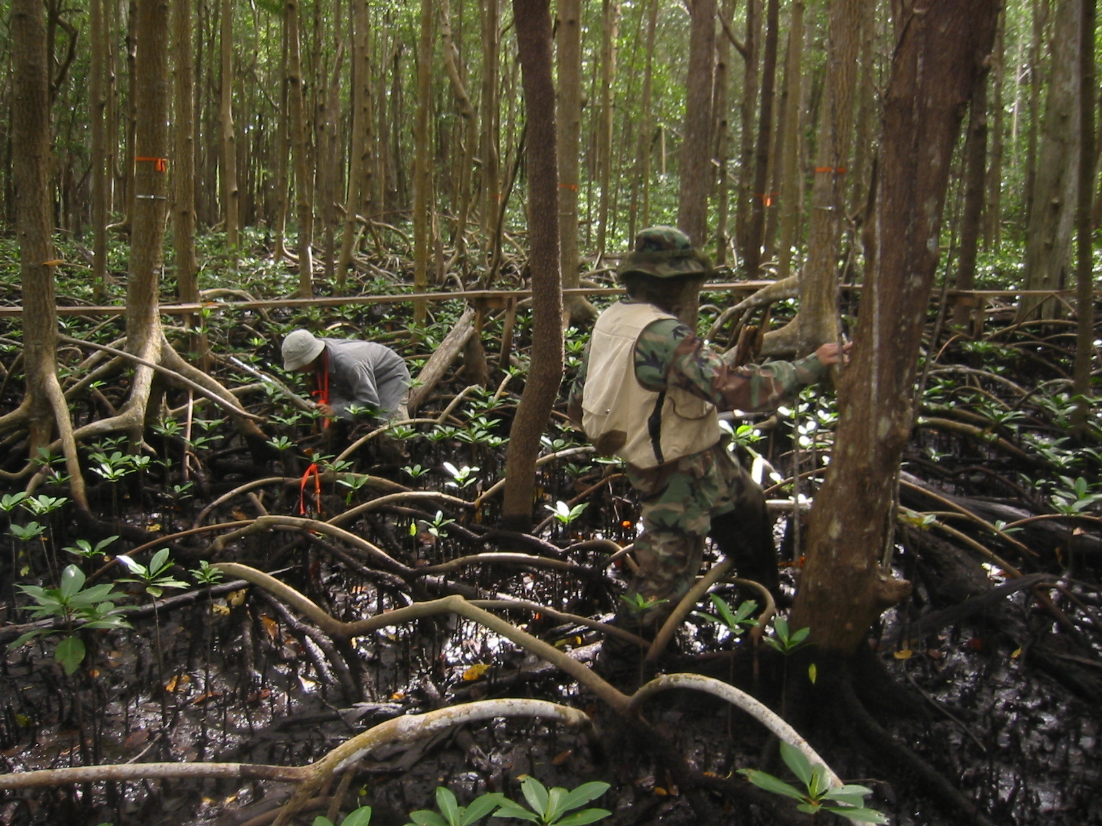 Sharon Ewe and Edward Castaneda measuring mangrove seedlings along transects at SRS-6 in Shark River