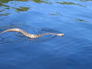Snake swimming next to fringe mangrove forests at Cook Lagoon