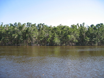 Mangrove forest at SRS-6 in Shark River