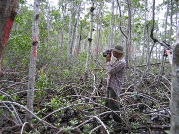 Calvin Liu measuring mangrove tree heights at SRS-6 in Shark River Slough