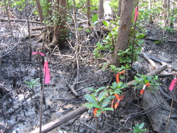 Tagged seedlings in a forest gap created by Hurricane Wilma at SRS-5 in Shark River Slough