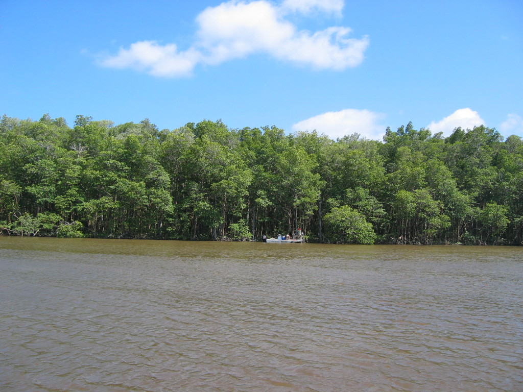 Fringe mangrove forest at SRS-6 in Shark River before Hurricane Wilma