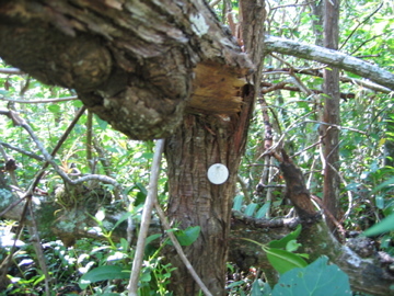Broken tagged tree as result of Hurricane Wilma damage at SRS-4 in Shark River Slough