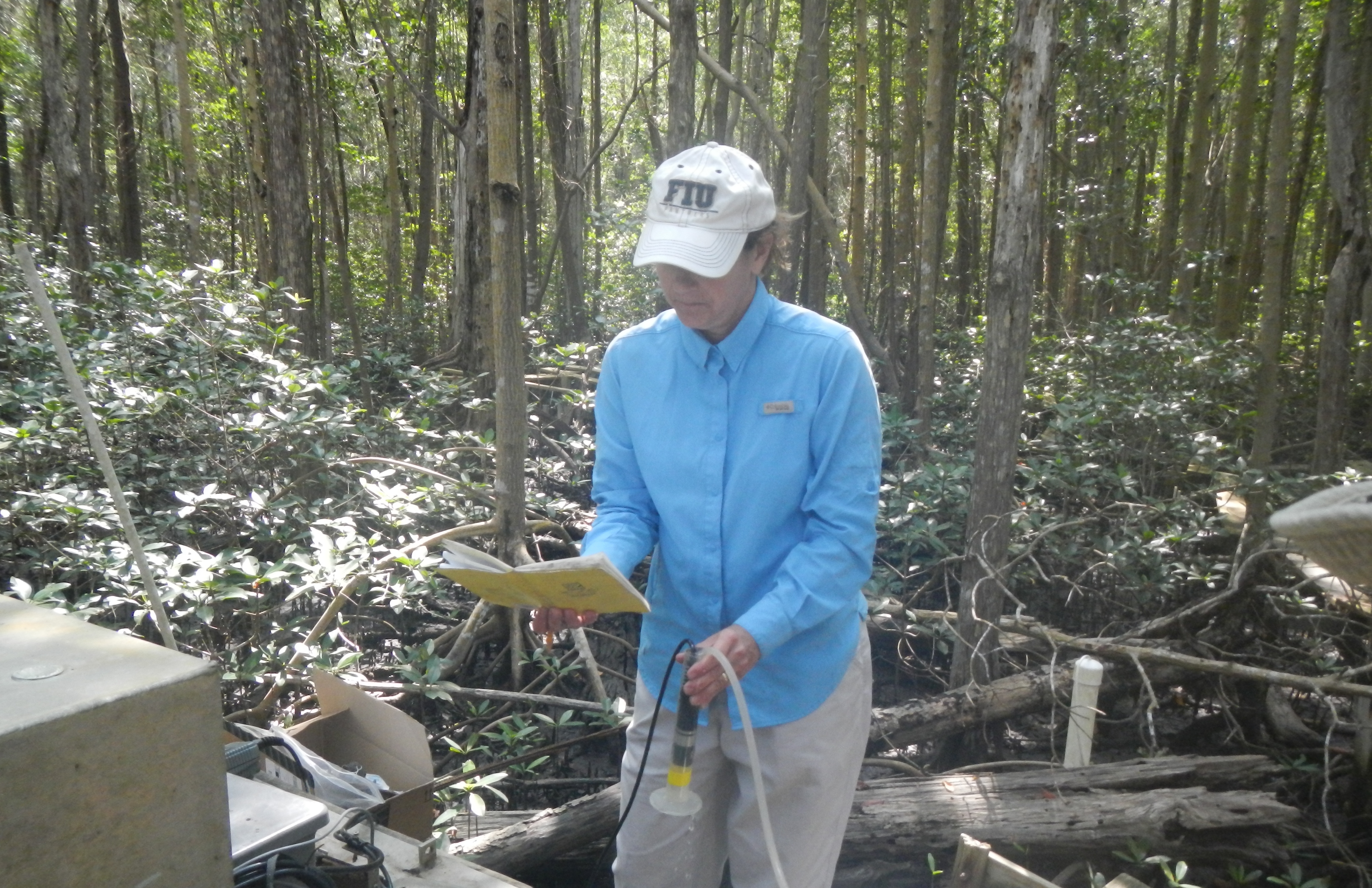 Dr. Price testing groundwater salinity at SRS-6 in Shark River Slough