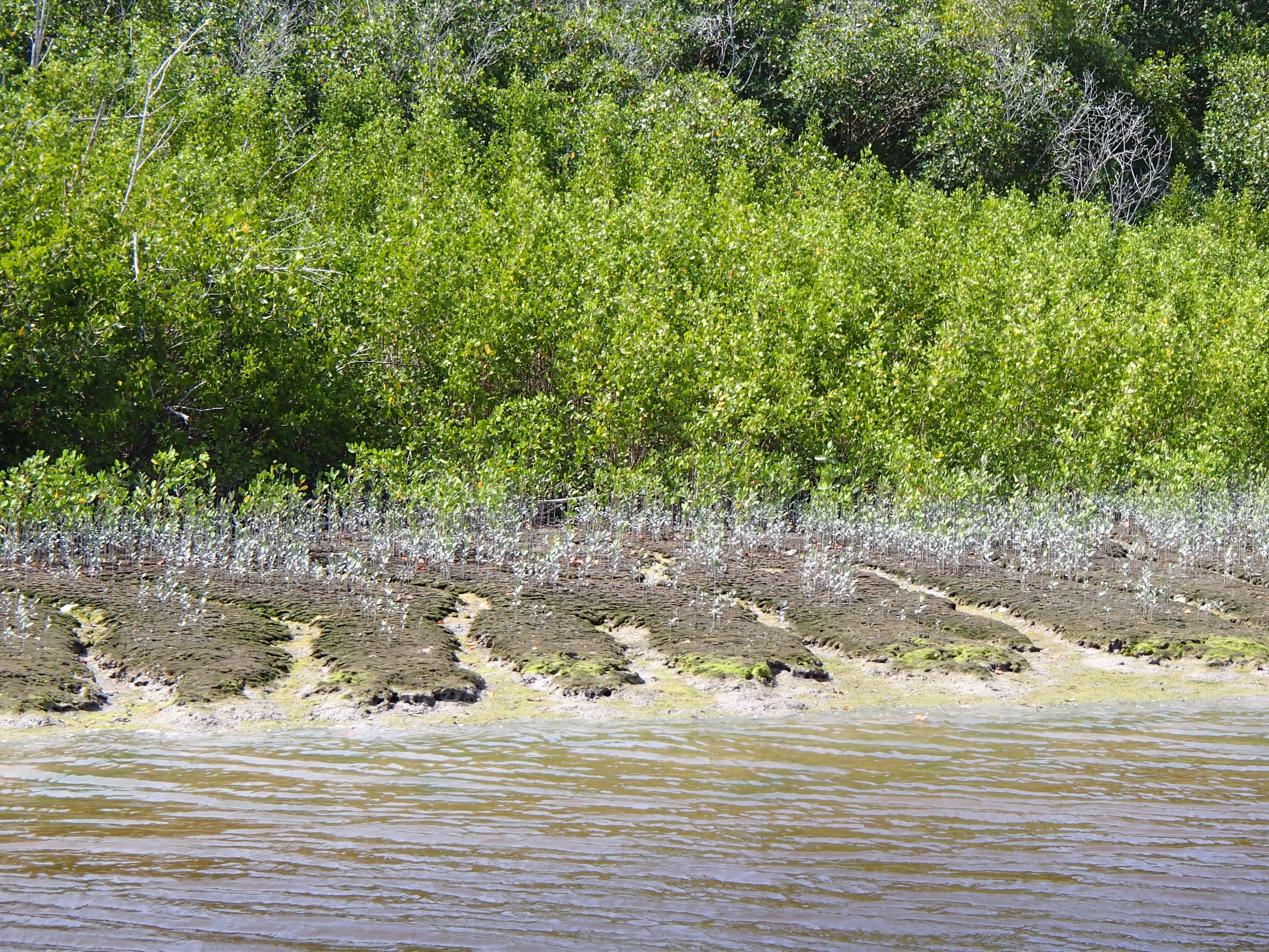 Mangrove growth along the Harney River