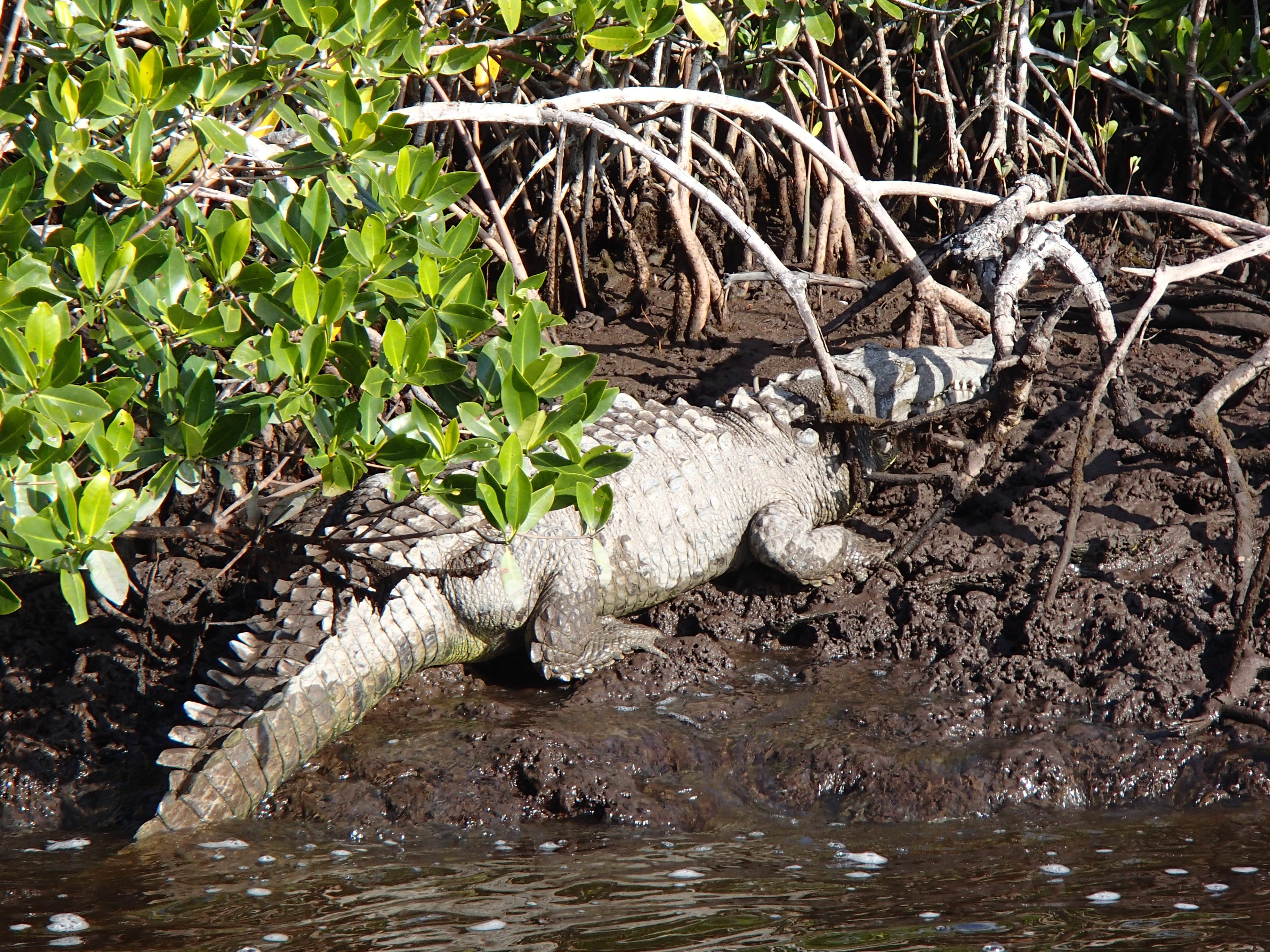 Adult crocodile in Shark River