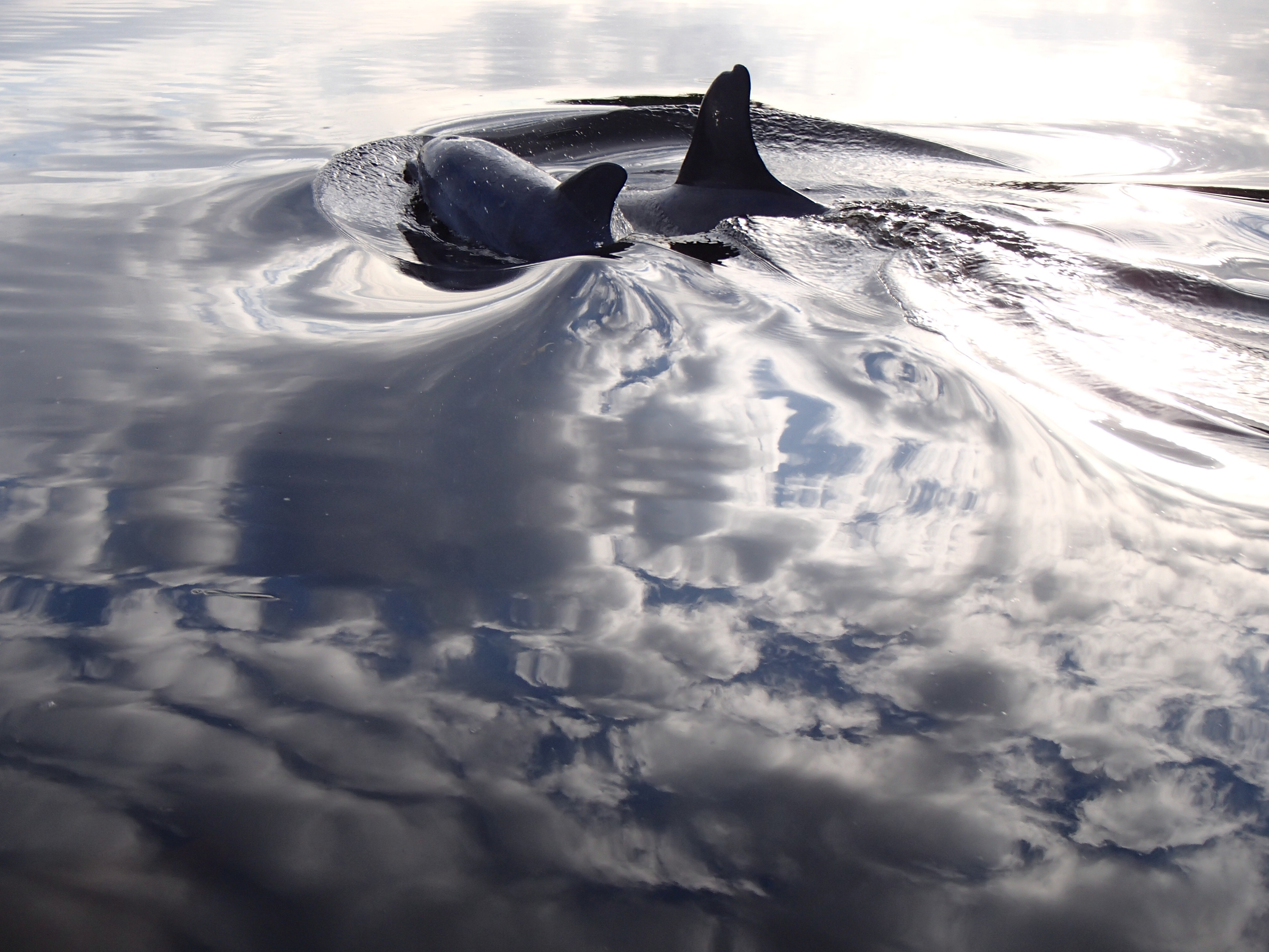 Bottlenose dolphins in Shark River