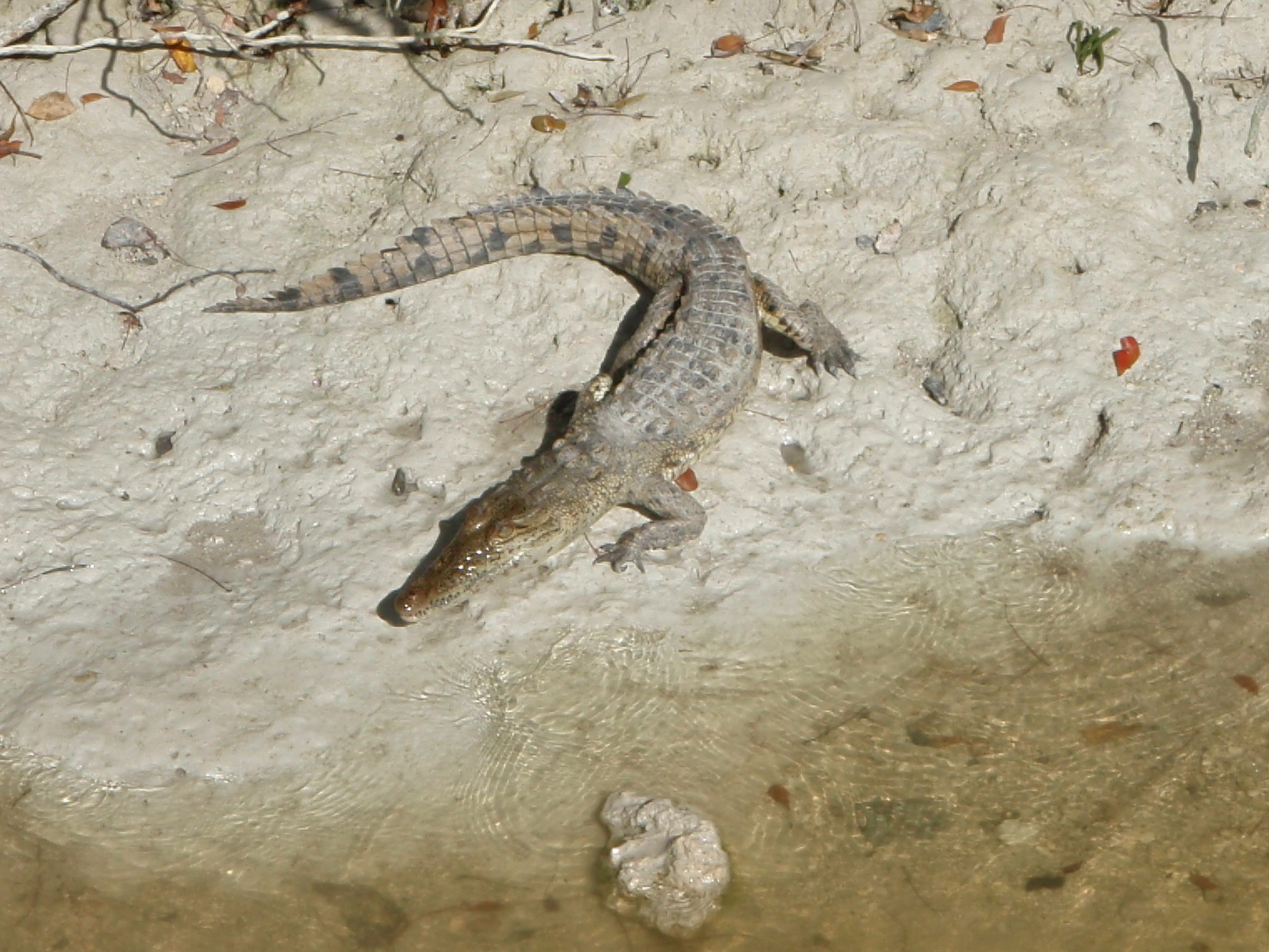 Juvenile crocodile at Buttonwood Canal