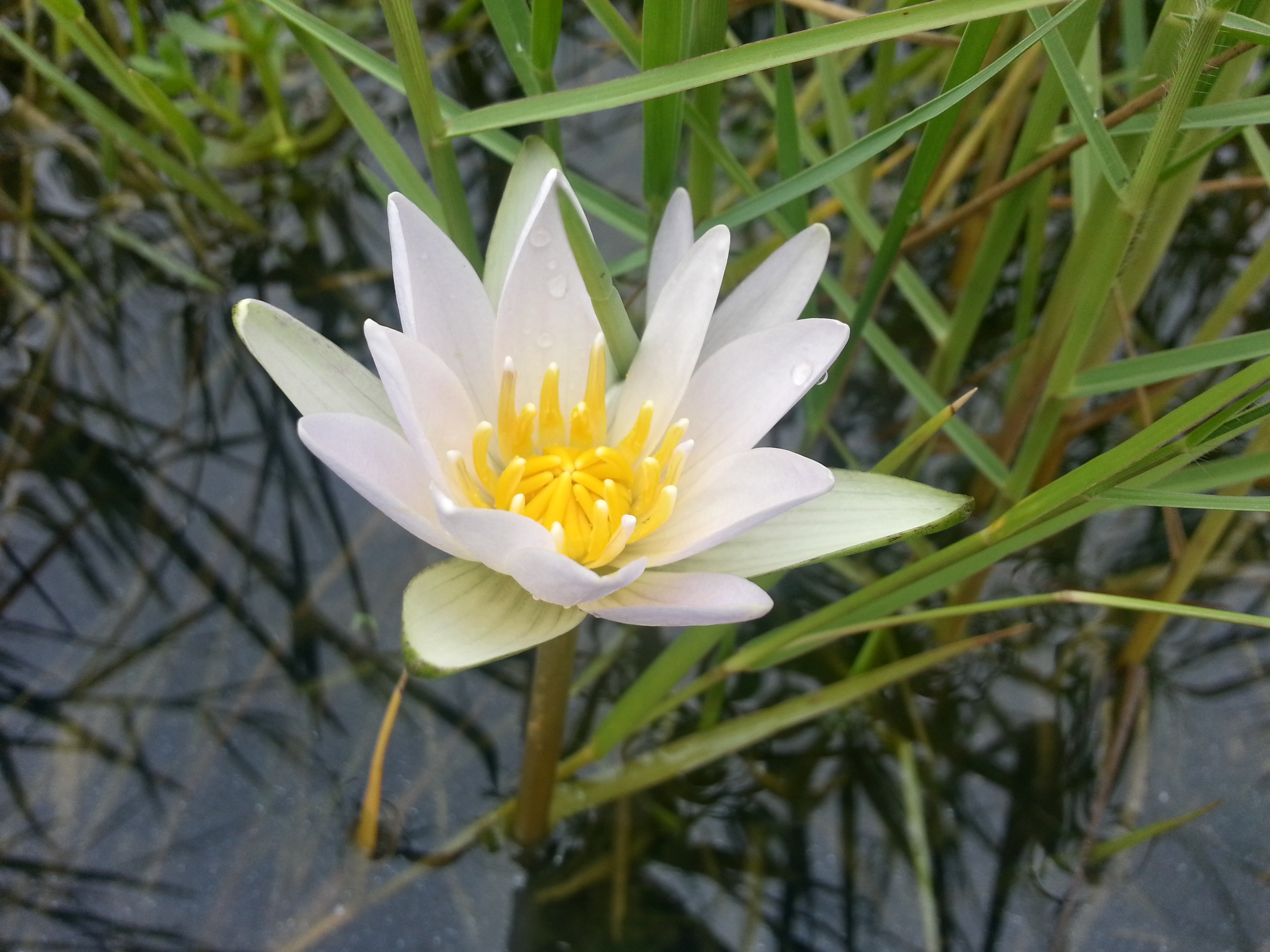 White water lily (Nyphaea odorata) at S332B in Taylor Slough